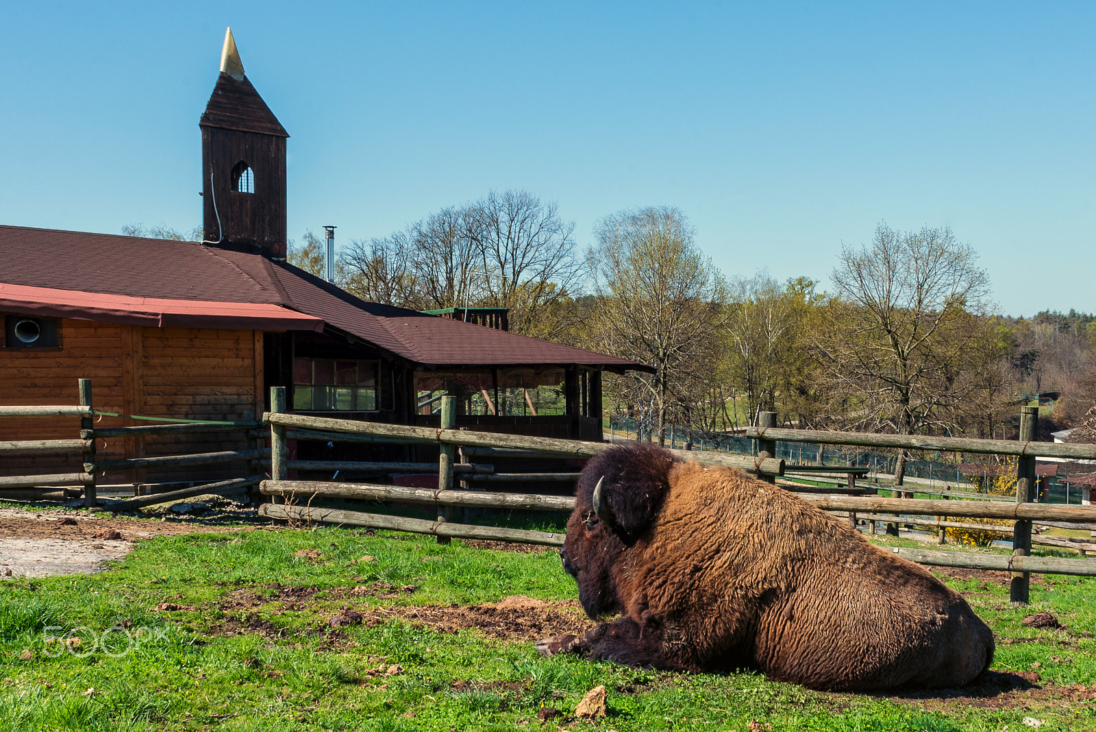 Nikon AF Nikkor 24mm F2.8D sample photo. Bison at farm photography