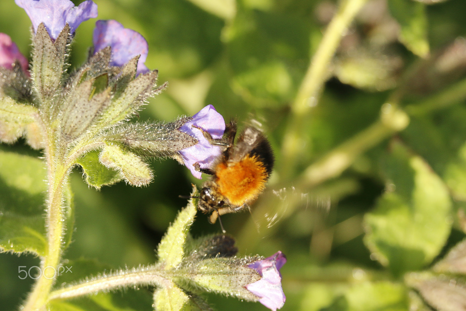 Canon EOS 70D sample photo. Busy honey bee on pulmonaria officinalis photography