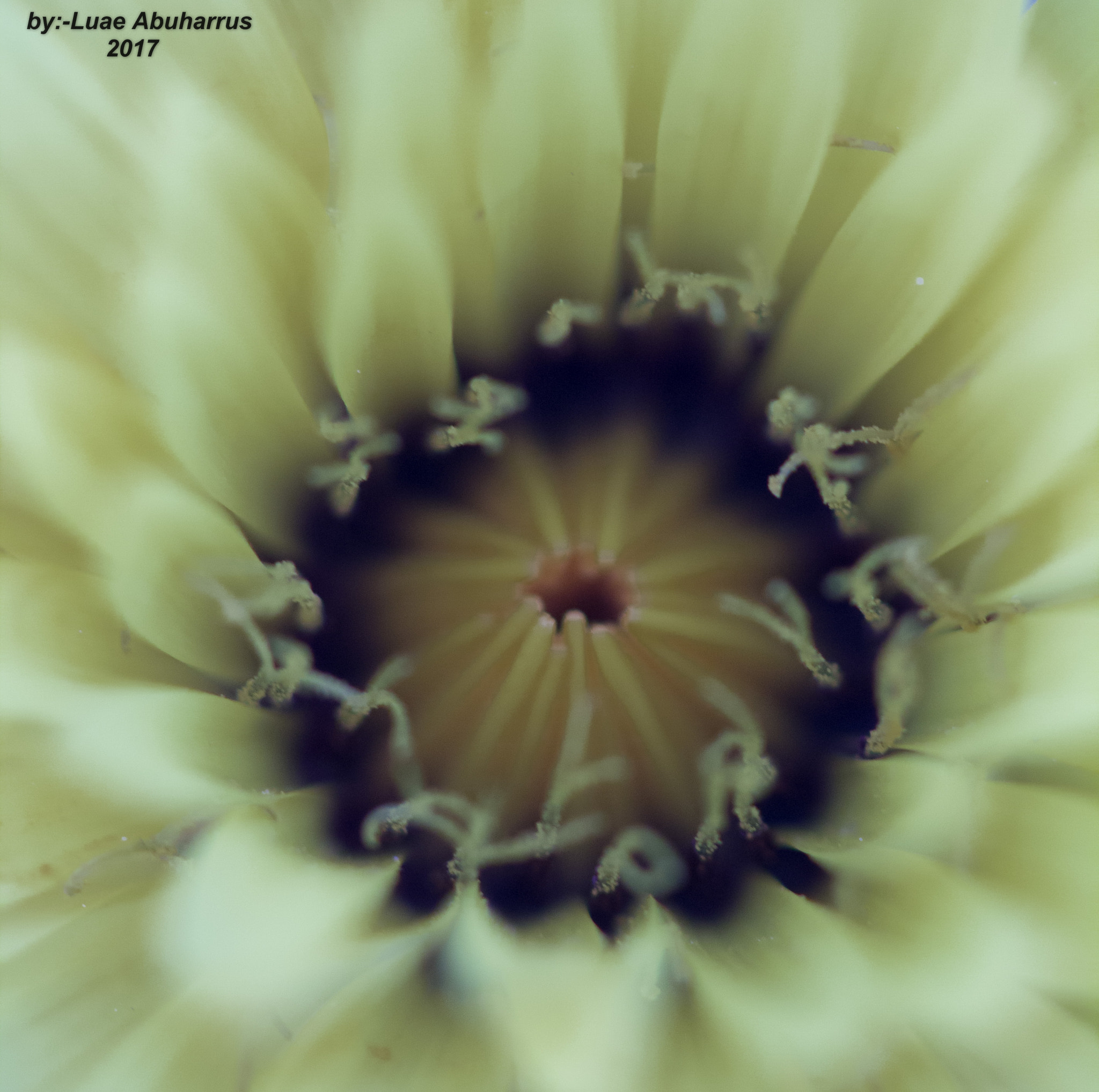 Canon EF 100mm F2.8 Macro USM sample photo. Img photography