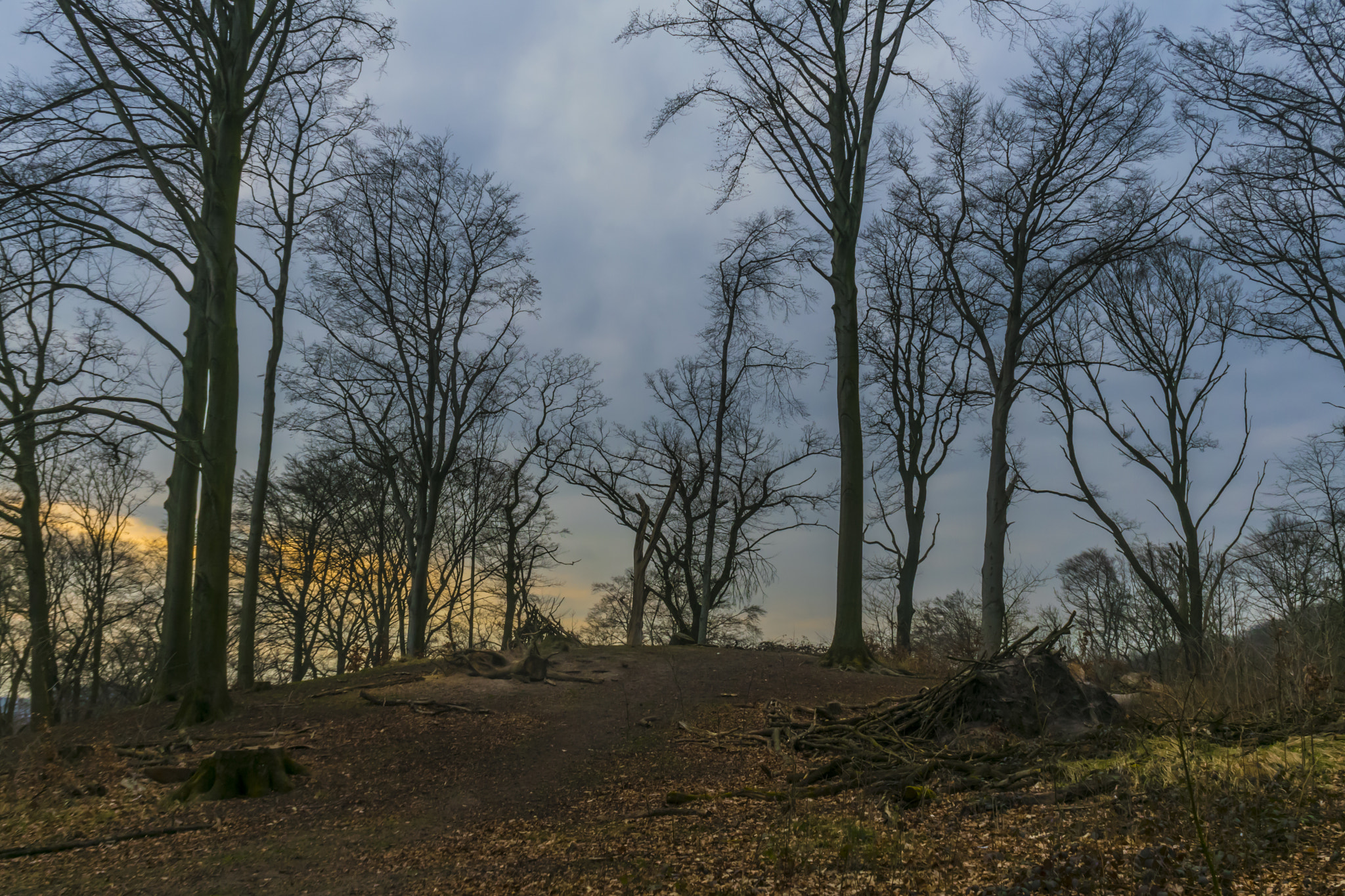Nikon 1 J5 sample photo. Bare ruin’d choirs photography