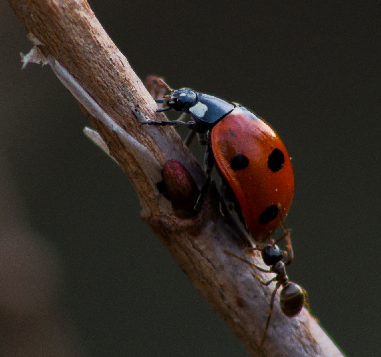 Pentax K-50 sample photo. Ladybug and ant photography