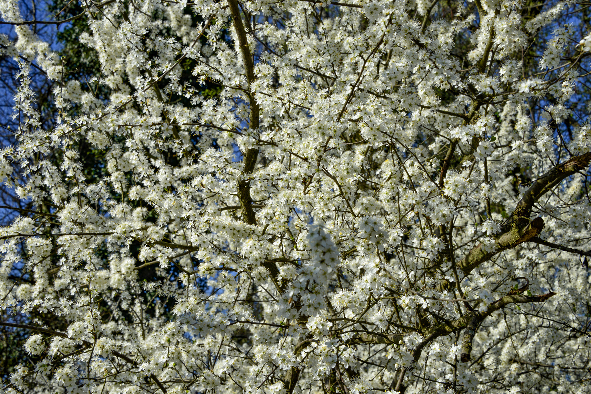 Nikon D800 sample photo. Spring photography