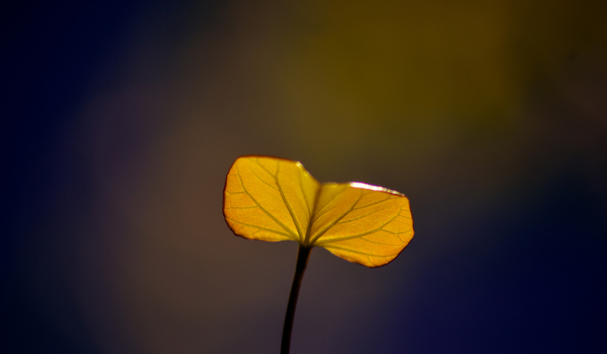 Sigma 70-300mm F4-5.6 APO DG Macro sample photo. Reborn photography