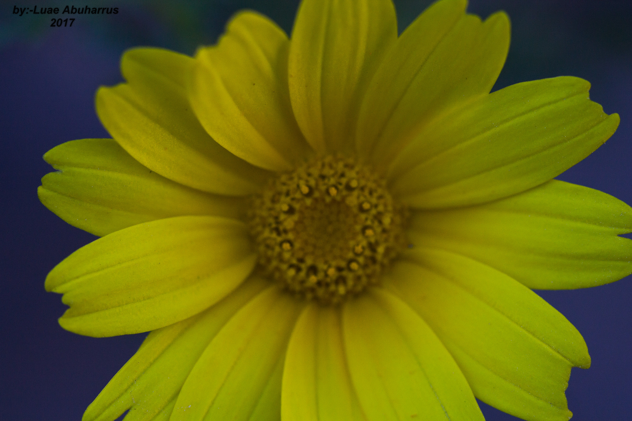 Canon EF 100mm F2.8 Macro USM sample photo. Img photography