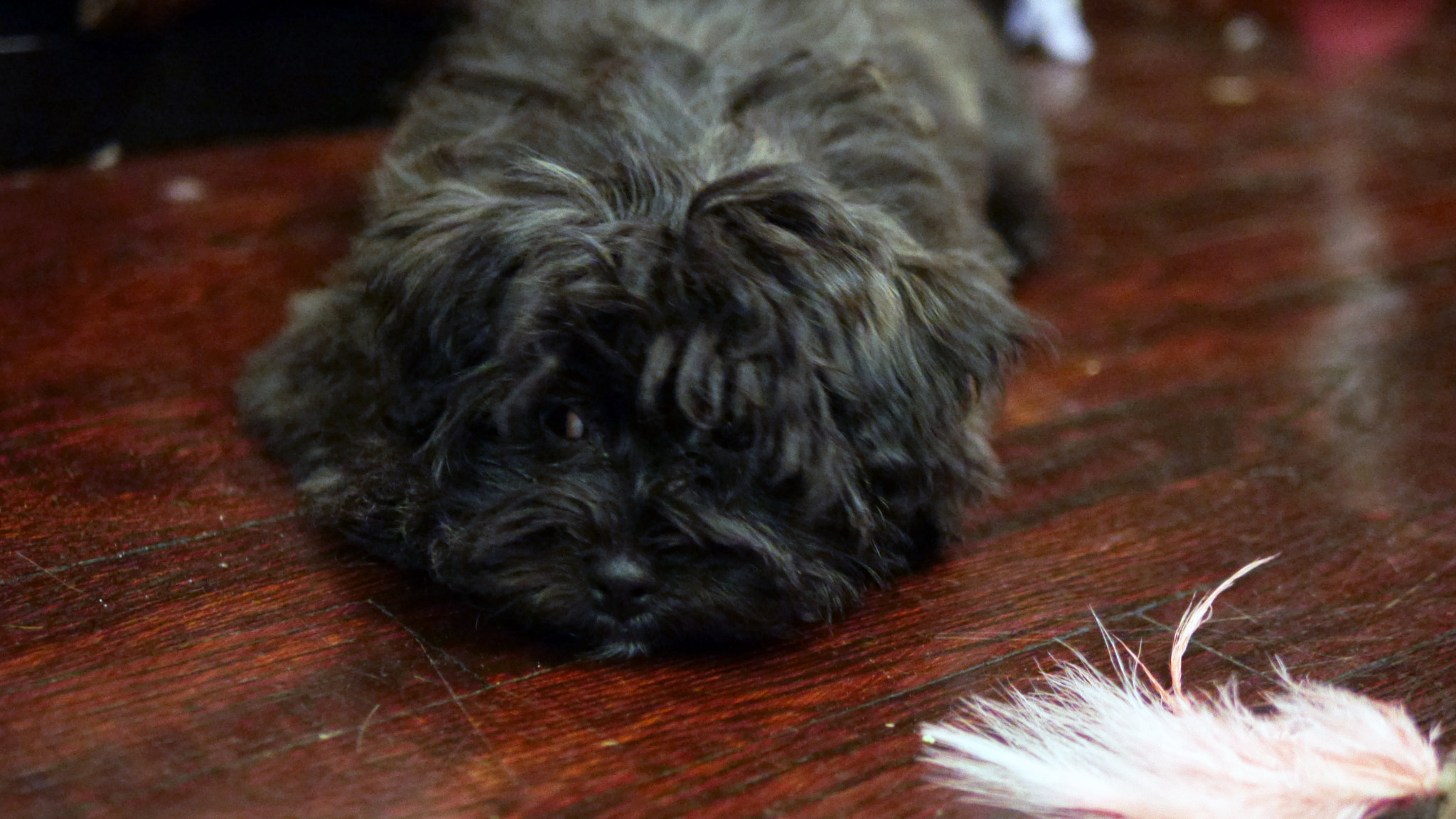Panasonic Leica DG Summilux 25mm F1.4 II ASPH sample photo. Rosie&feather photography