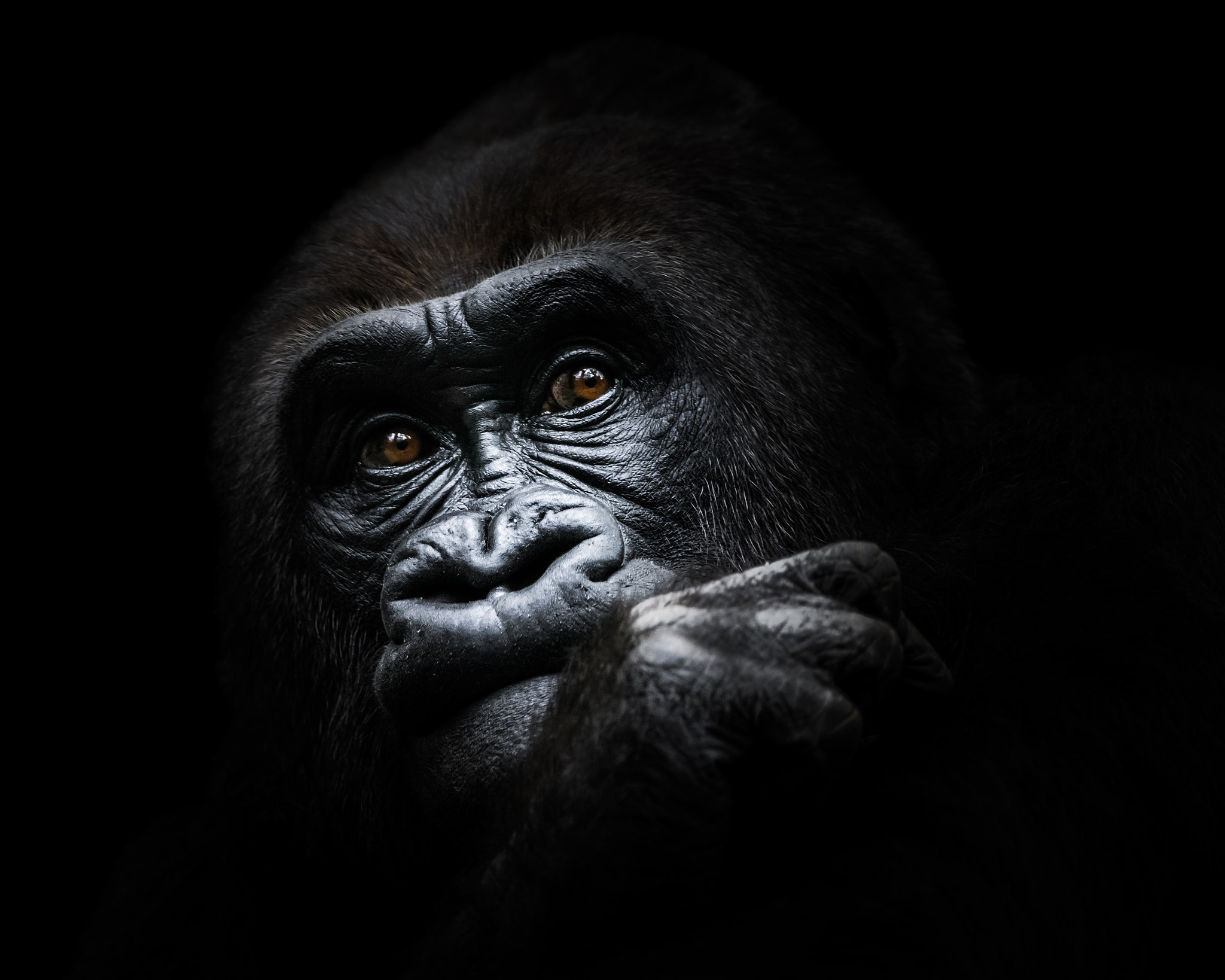 Nikon D810 sample photo. Western lowland gorilla iii photography