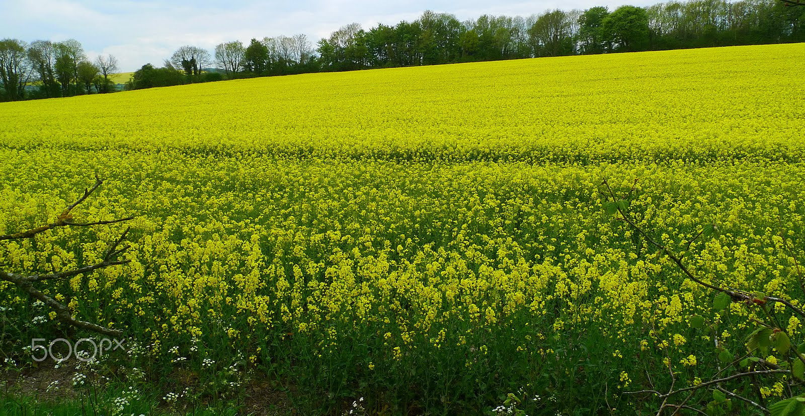 Leica D-LUX 4 sample photo. Rapeseed (canola oil) fields east meon photography
