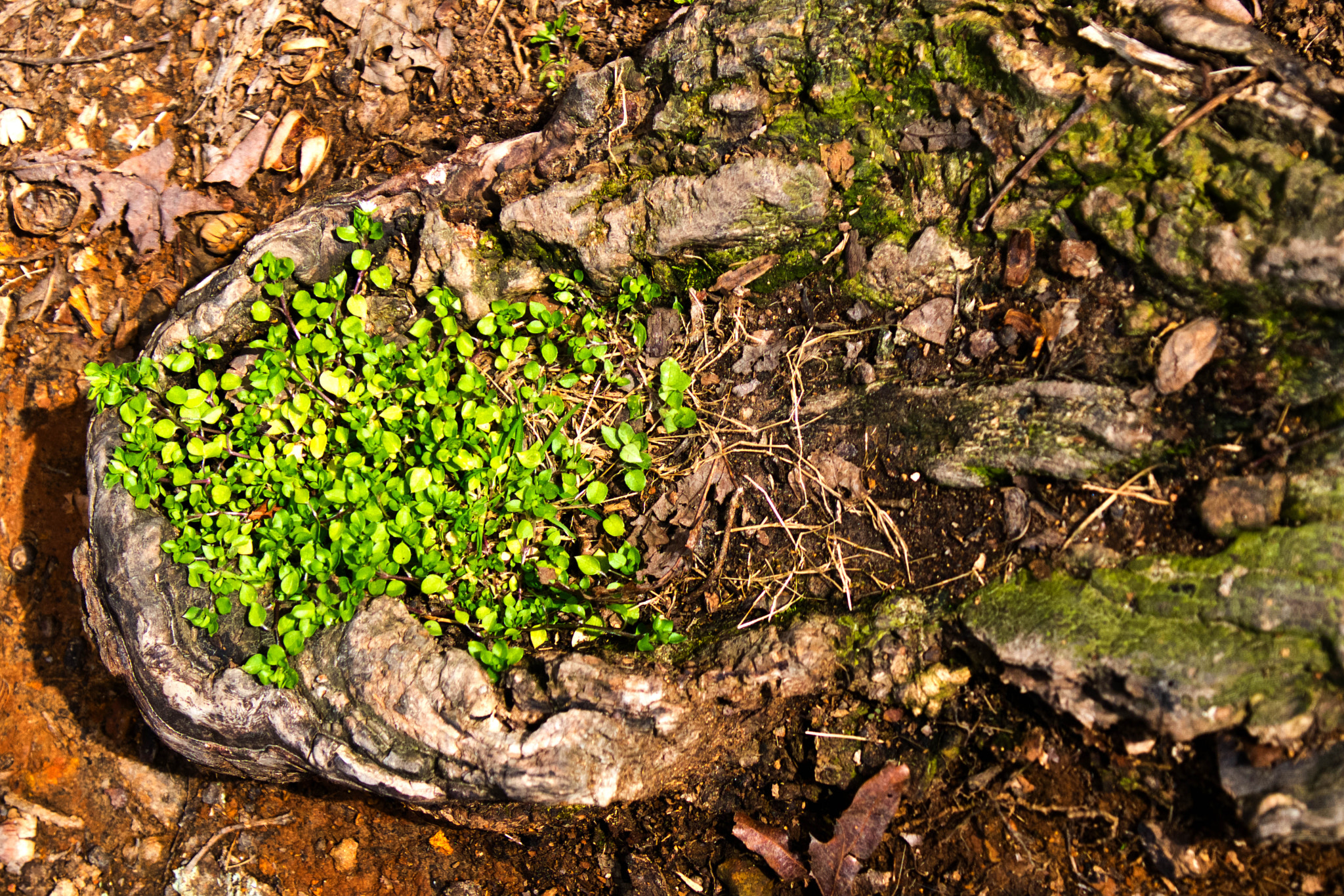 Fujifilm X-E1 + Fujifilm XF 18-135mm F3.5-5.6 R LM OIS WR sample photo. A bowl of greens photography