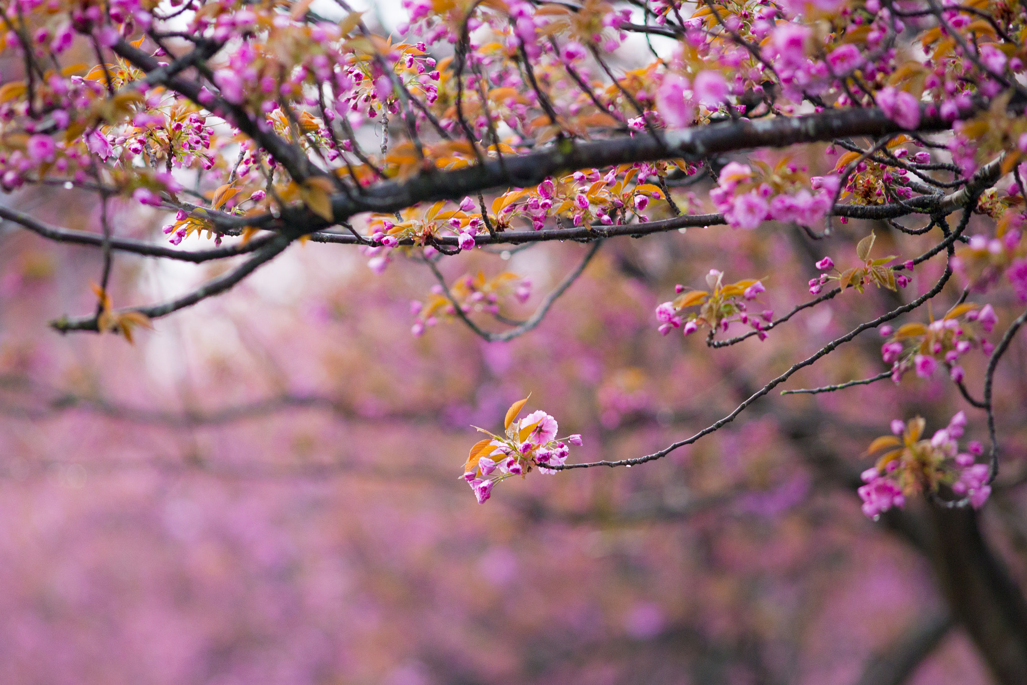 Canon EOS 6D + Canon EF 200mm F2.8L II USM sample photo. Spring flowers photography