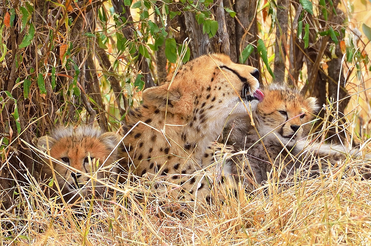 Nikon D5100 sample photo. Cheetah cubs with mom - maasai mara - kenya photography