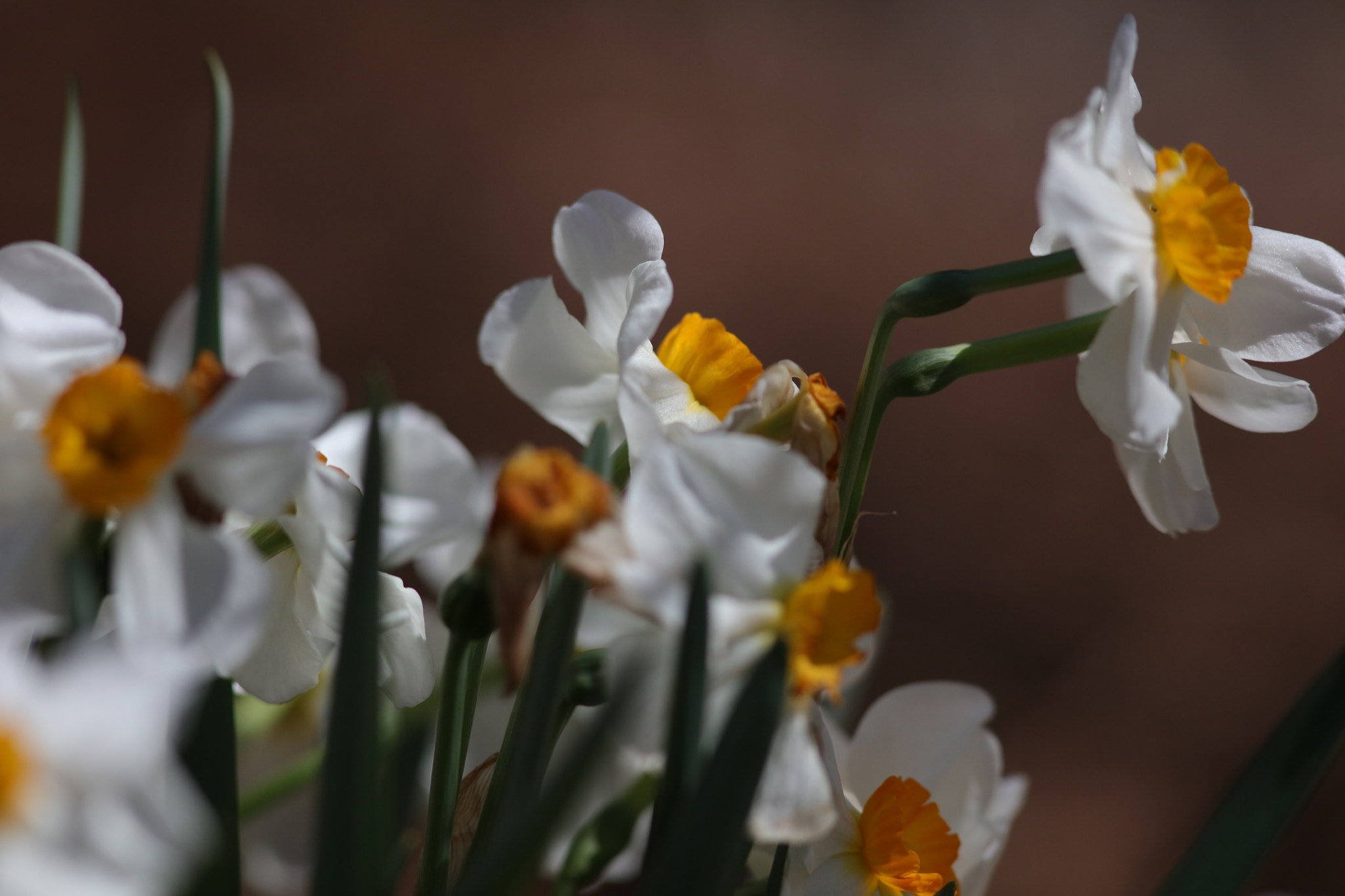 Canon EOS 5DS R sample photo. Narcissus photography
