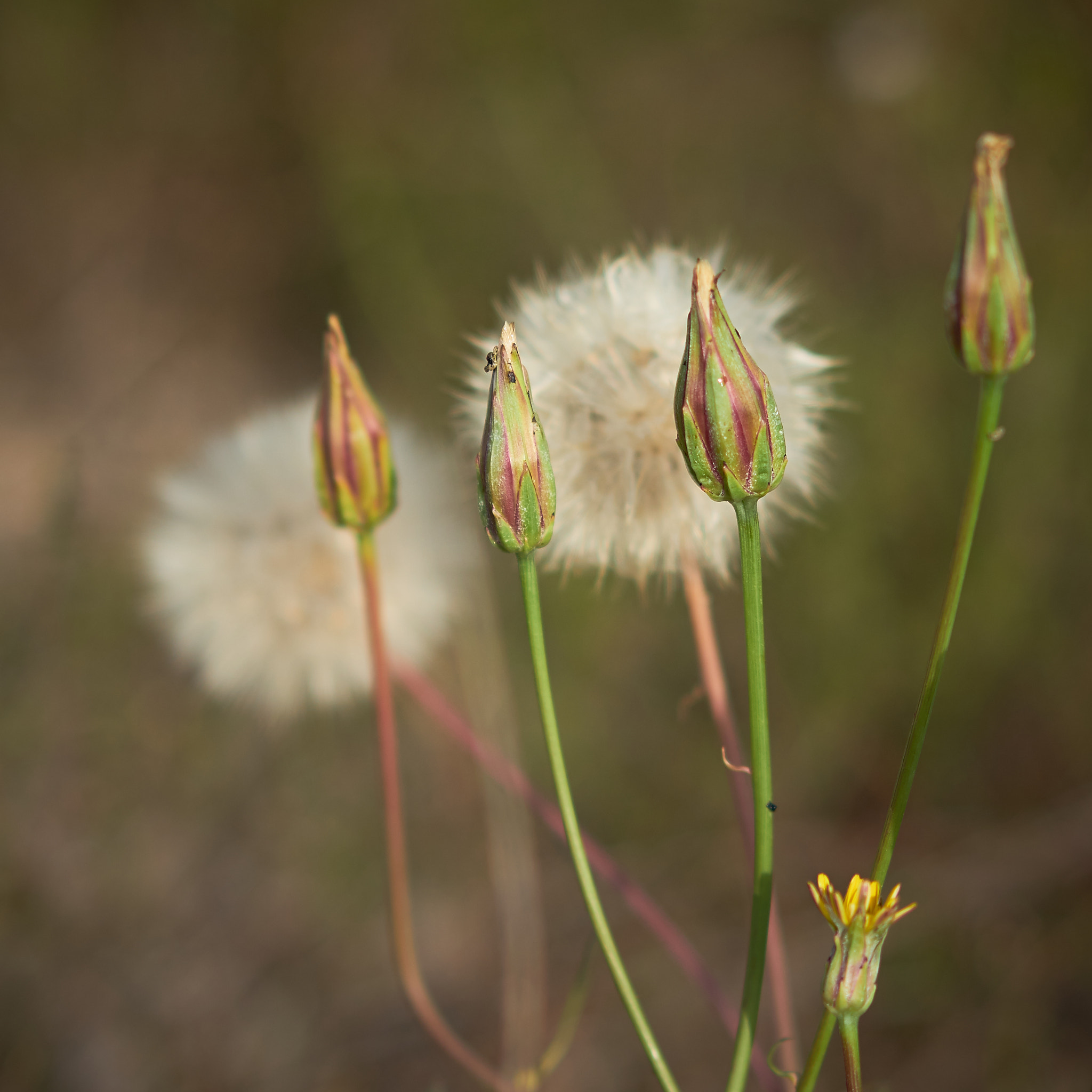 Sony Sonnar T* FE 55mm F1.8 ZA sample photo. Pide un deseo photography