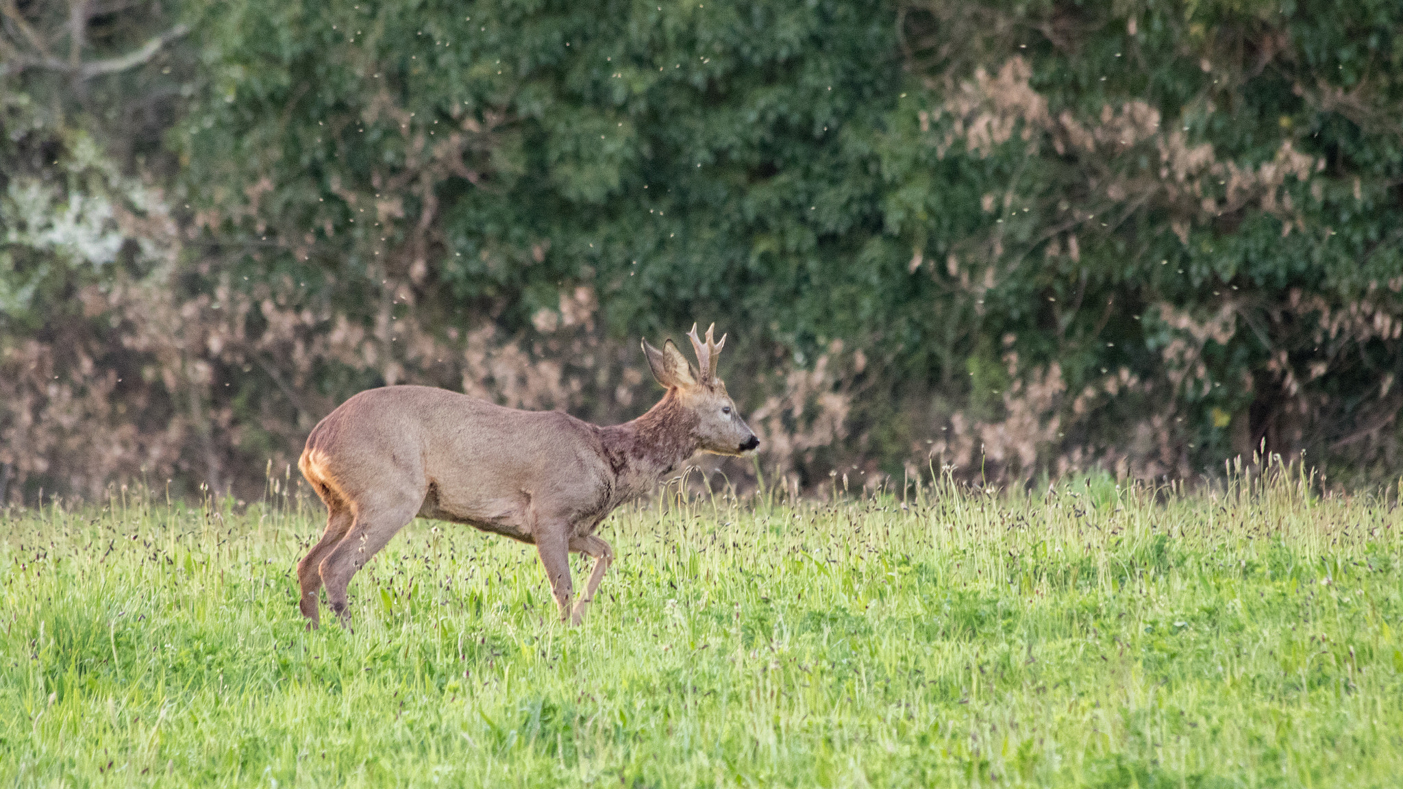 Canon EF 70-300mm F4-5.6 IS USM sample photo. Brocard. photography