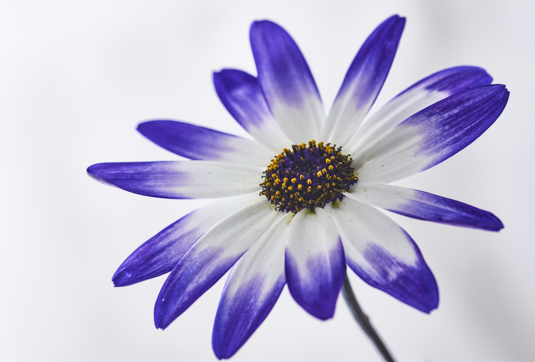 Sigma 105mm F2.8 EX DG OS HSM sample photo. Blue osteospermum photography