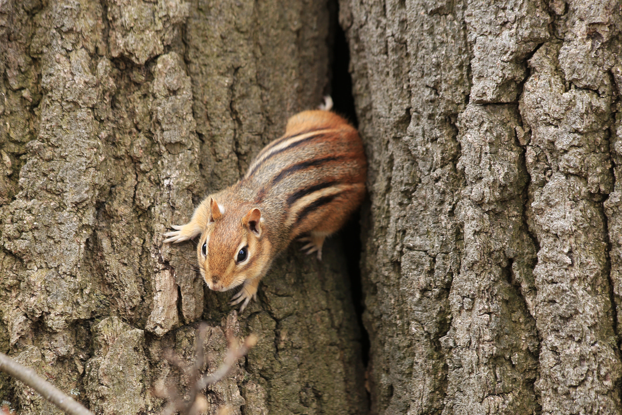 Canon EF 70-300mm F4-5.6 IS USM sample photo