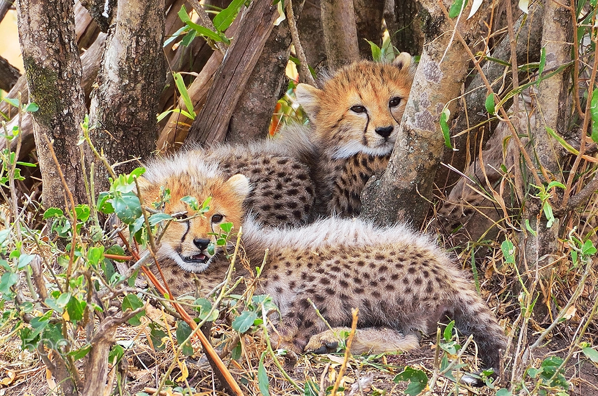 Nikon D5100 sample photo. Cheetah cubs - maasai mara - kenya photography