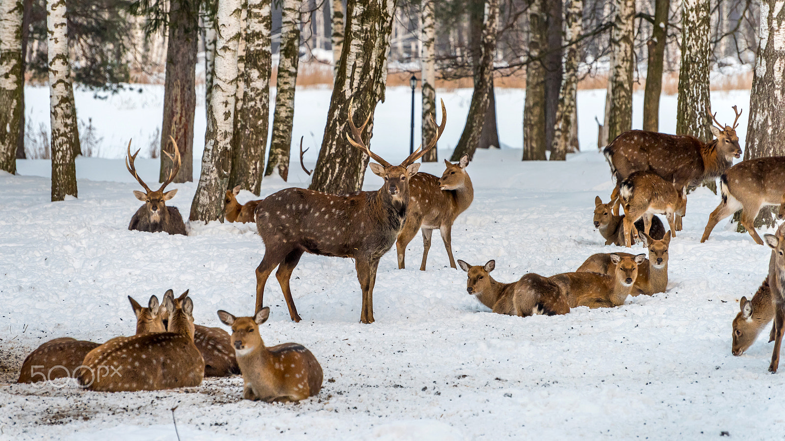 Nikon D810 sample photo. Deers in winter photography