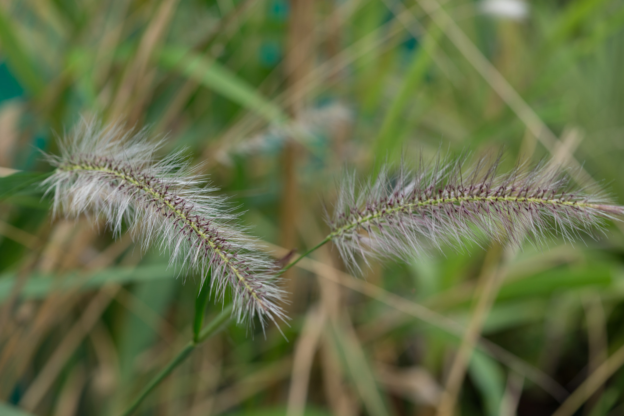 Nikon AF-S Micro-Nikkor 105mm F2.8G IF-ED VR sample photo. In a garden of bogotá colombia photography