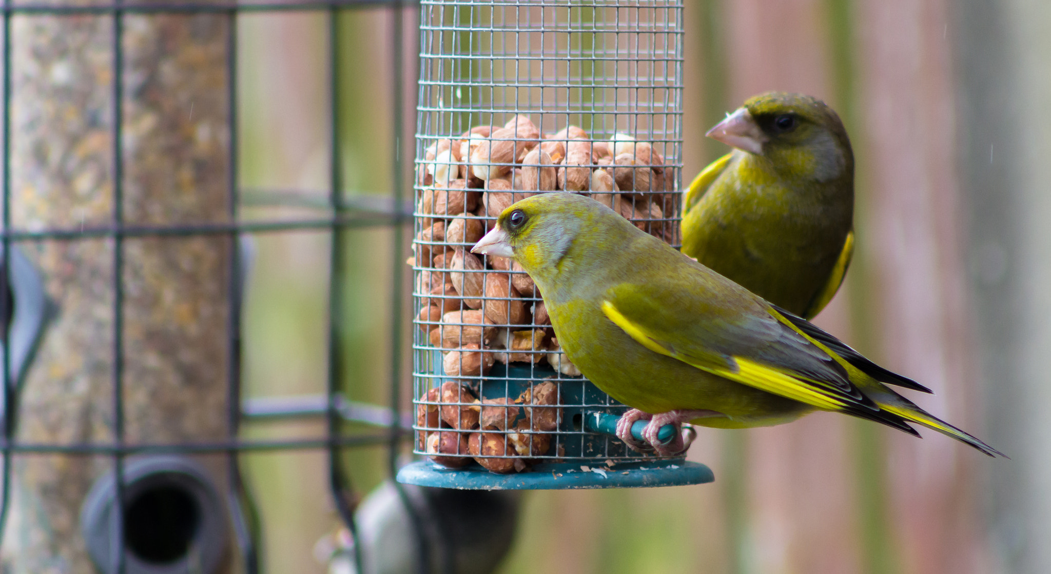Canon EOS 60D + EF75-300mm f/4-5.6 sample photo. Green-finches feeding photography