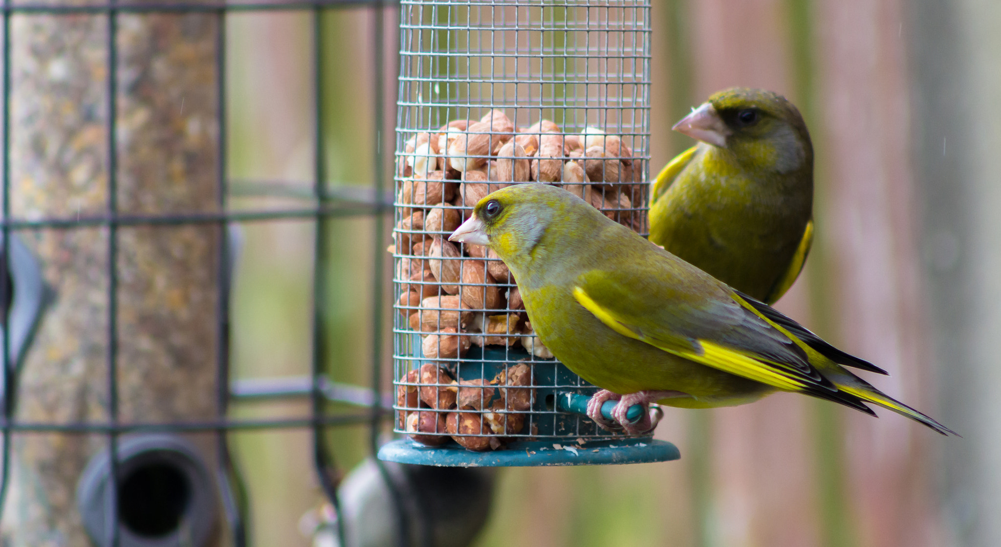 Canon EOS 60D sample photo. Green-finches feeding photography