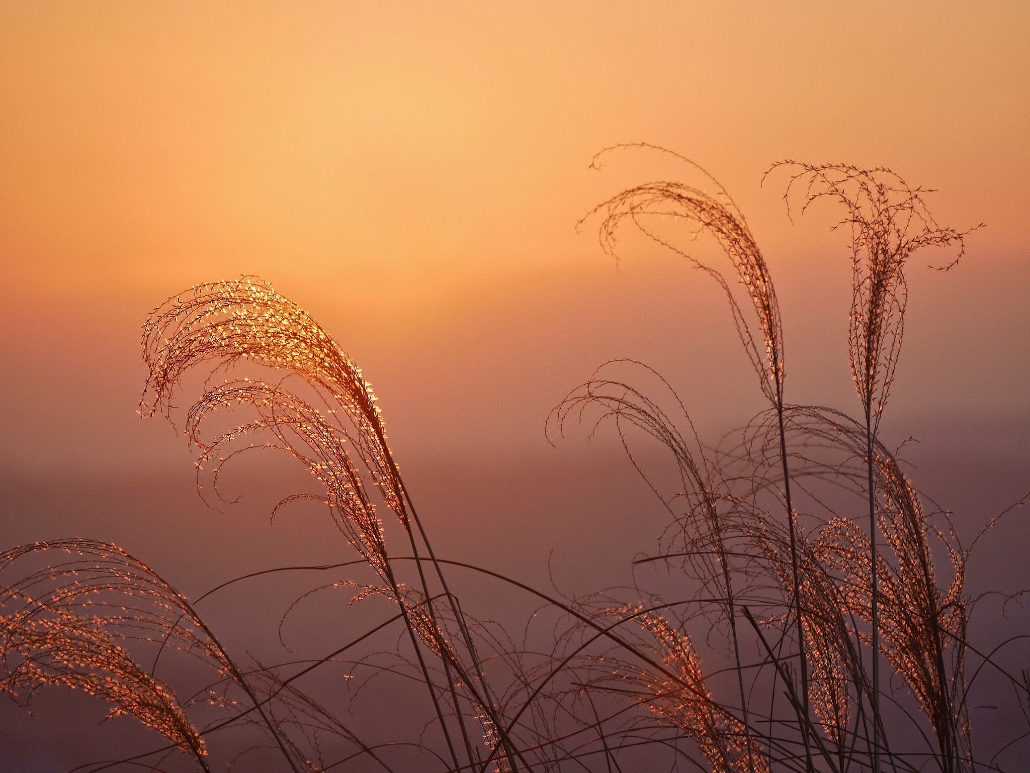 Panasonic Lumix DMC-GM1 sample photo. Golden grass photography