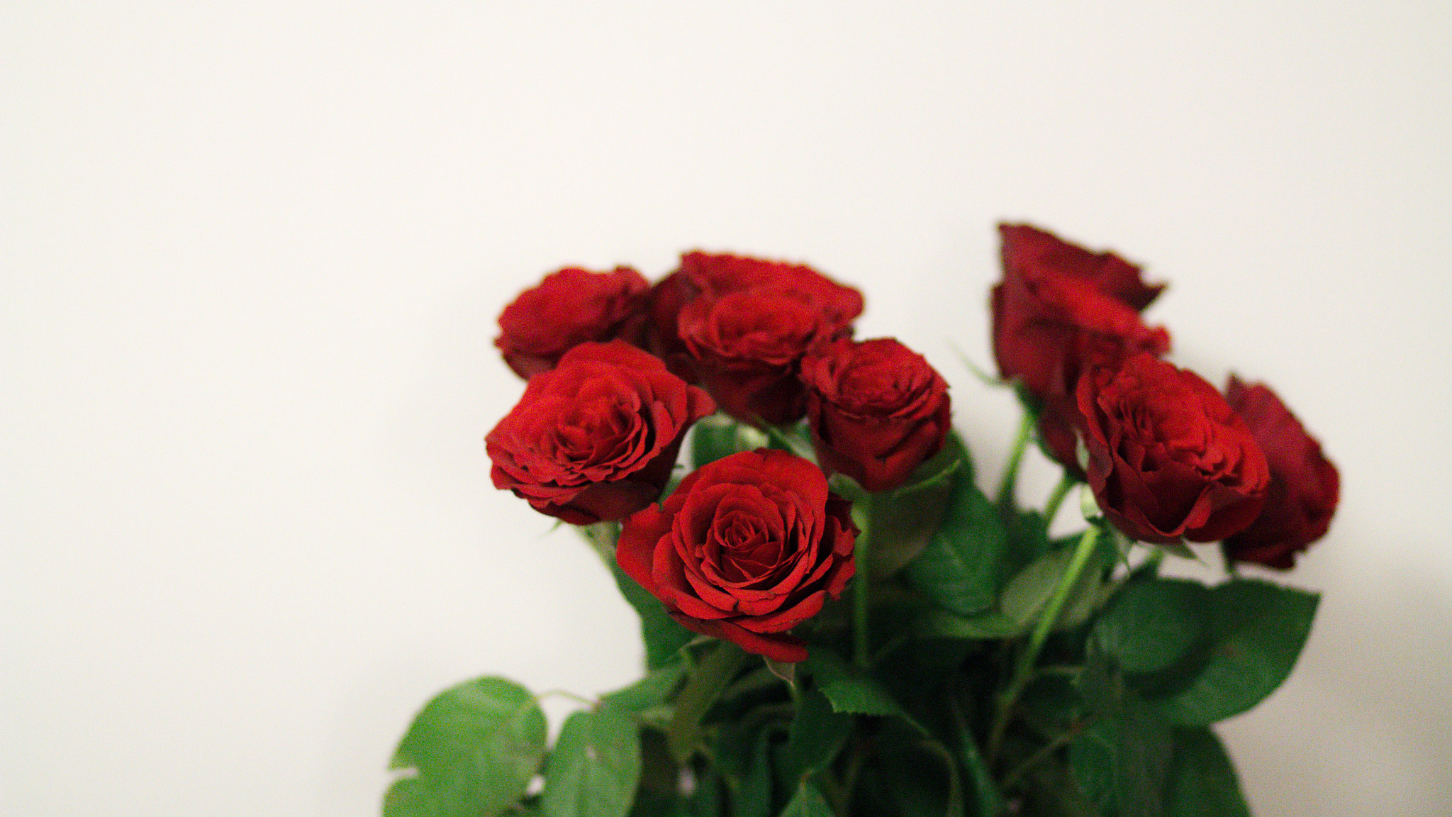 Canon EOS 550D (EOS Rebel T2i / EOS Kiss X4) + Canon EF 85mm F1.8 USM sample photo. Red roses photography