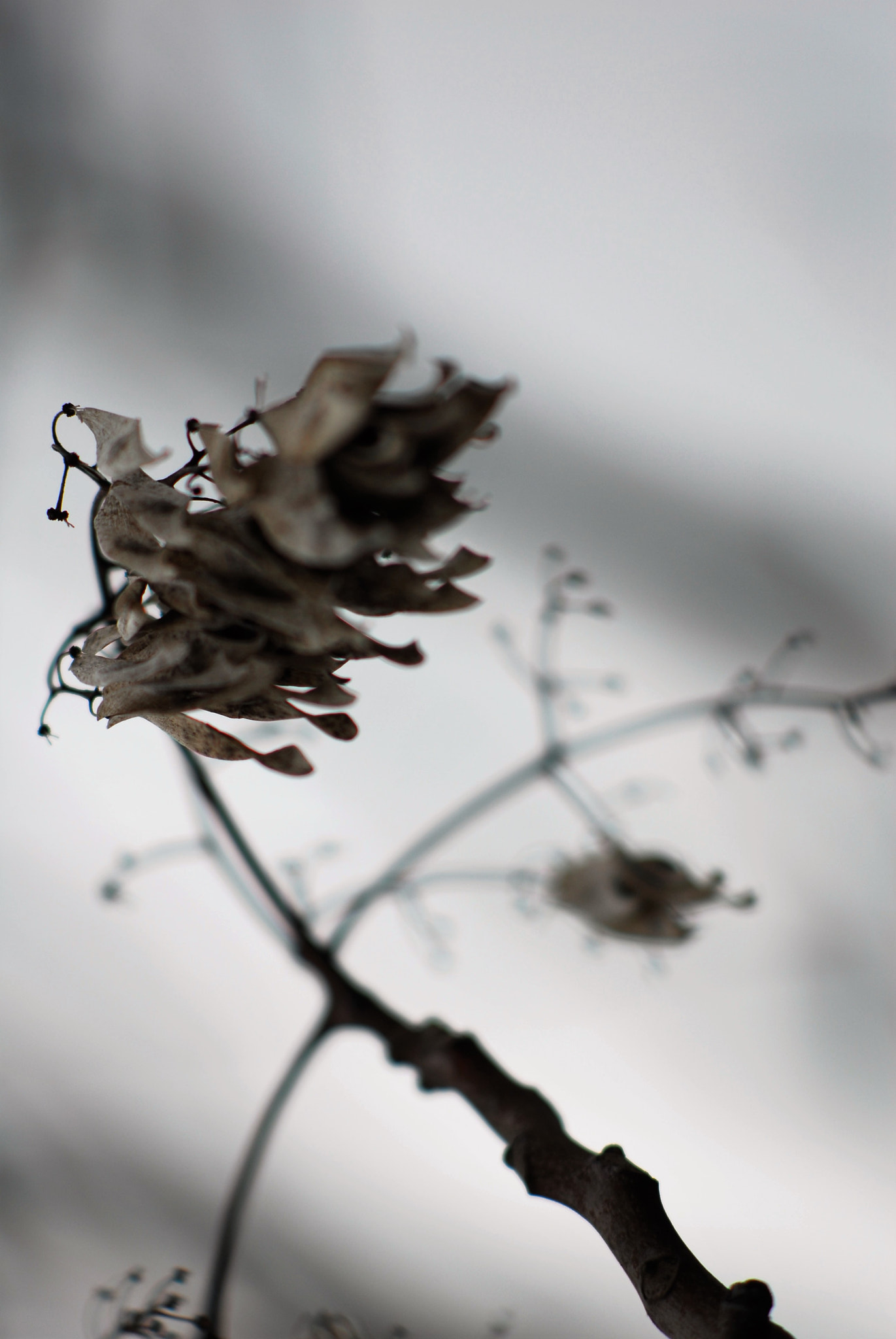 Nikon D200 + Manual Lens No CPU sample photo