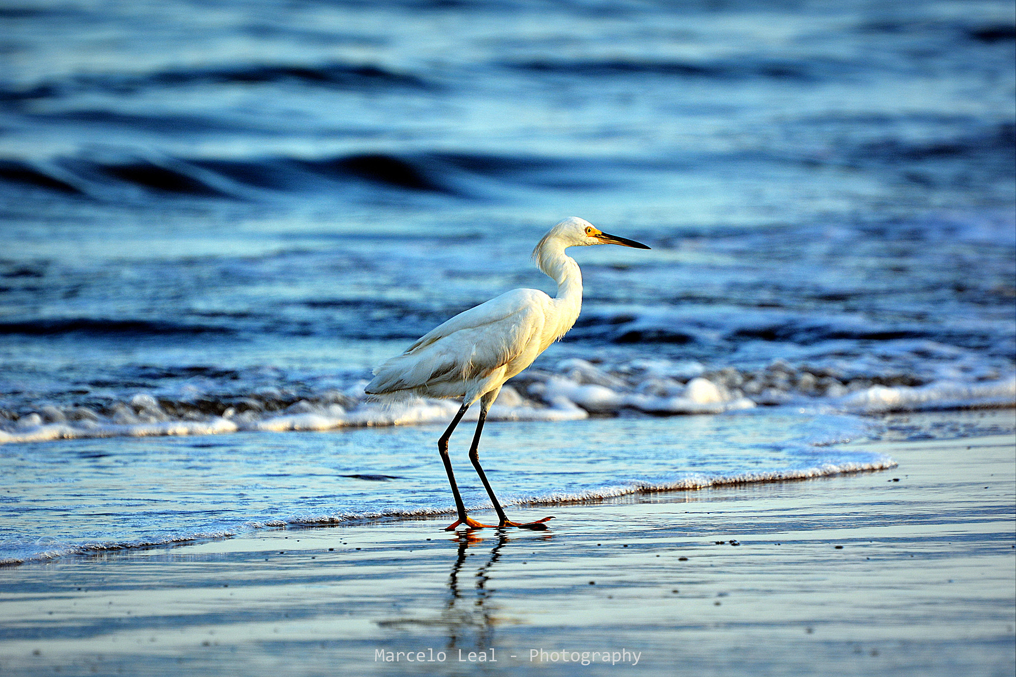 Nikon D7100 sample photo. A vida na areia ( life in the sand) photography