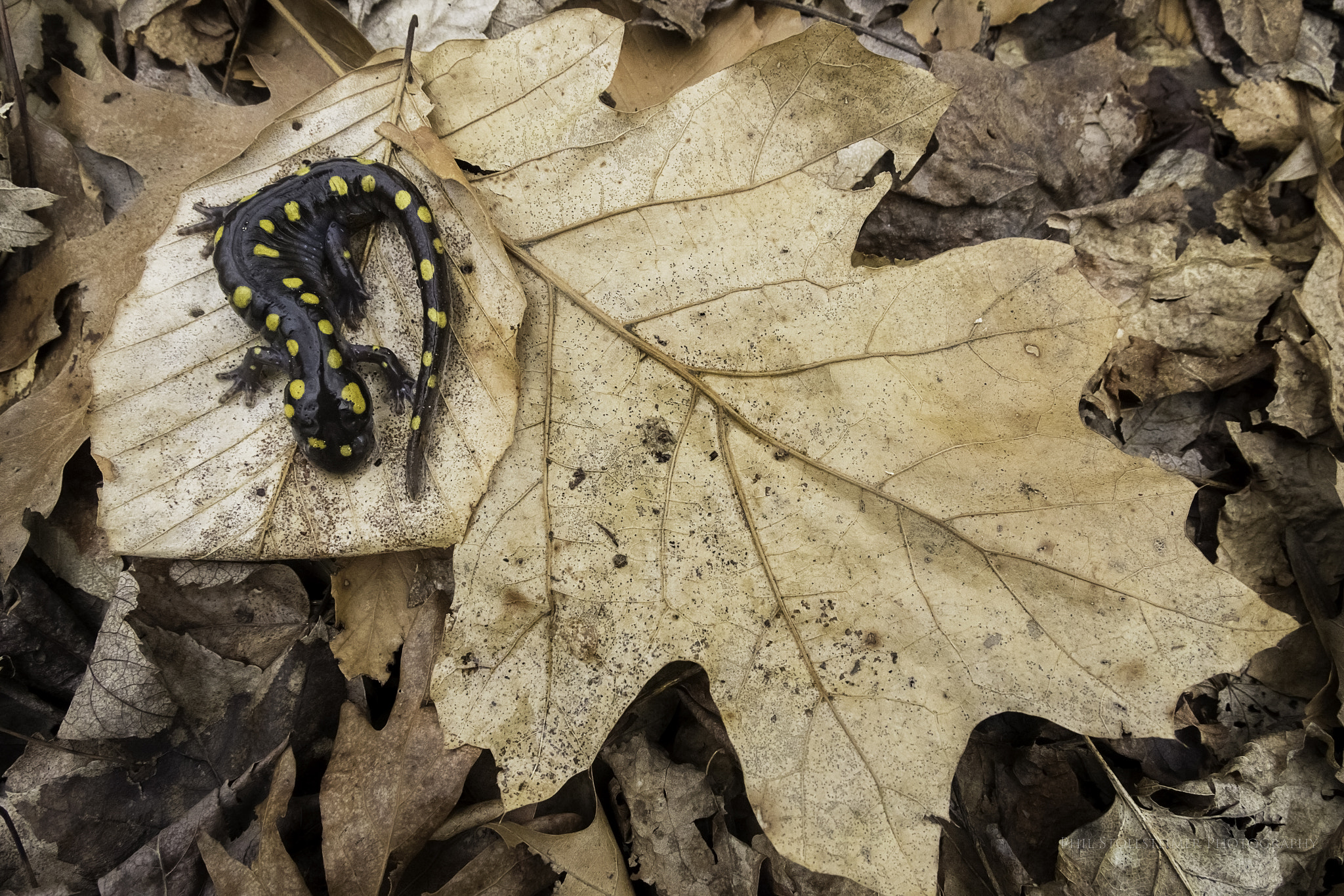 Canon EOS 7D Mark II sample photo. Spotted salamander photography