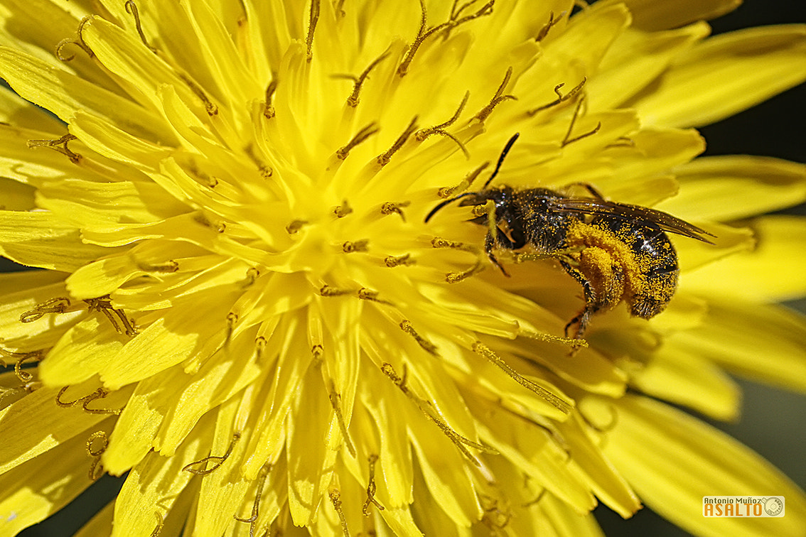 Canon EOS 7D + Tamron SP AF 90mm F2.8 Di Macro sample photo. Lunch photography