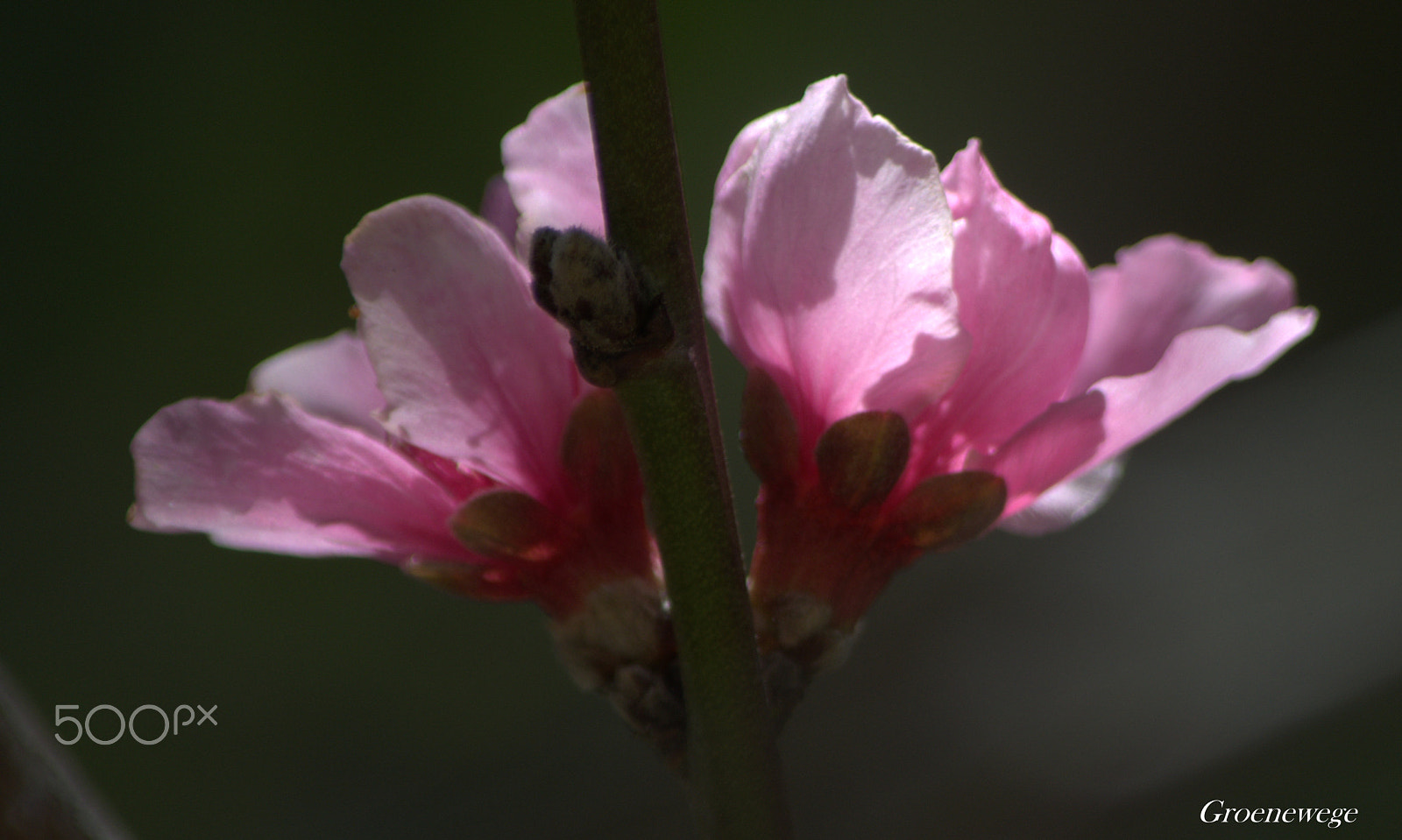 Nikon D7100 sample photo
