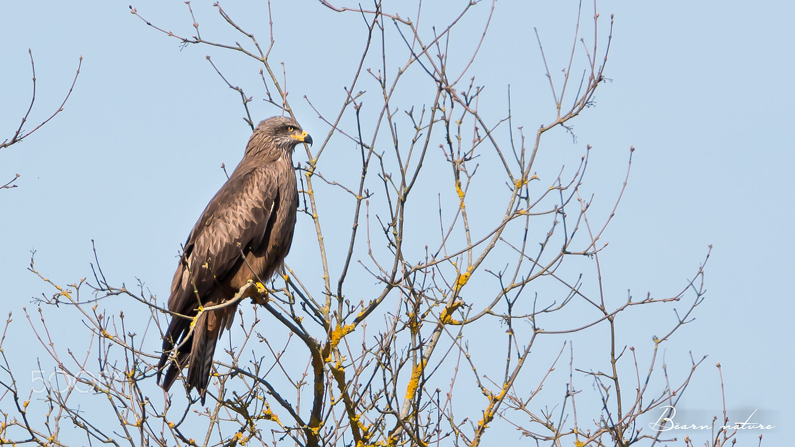 Tamron SP 150-600mm F5-6.3 Di VC USD sample photo. Rapace photography