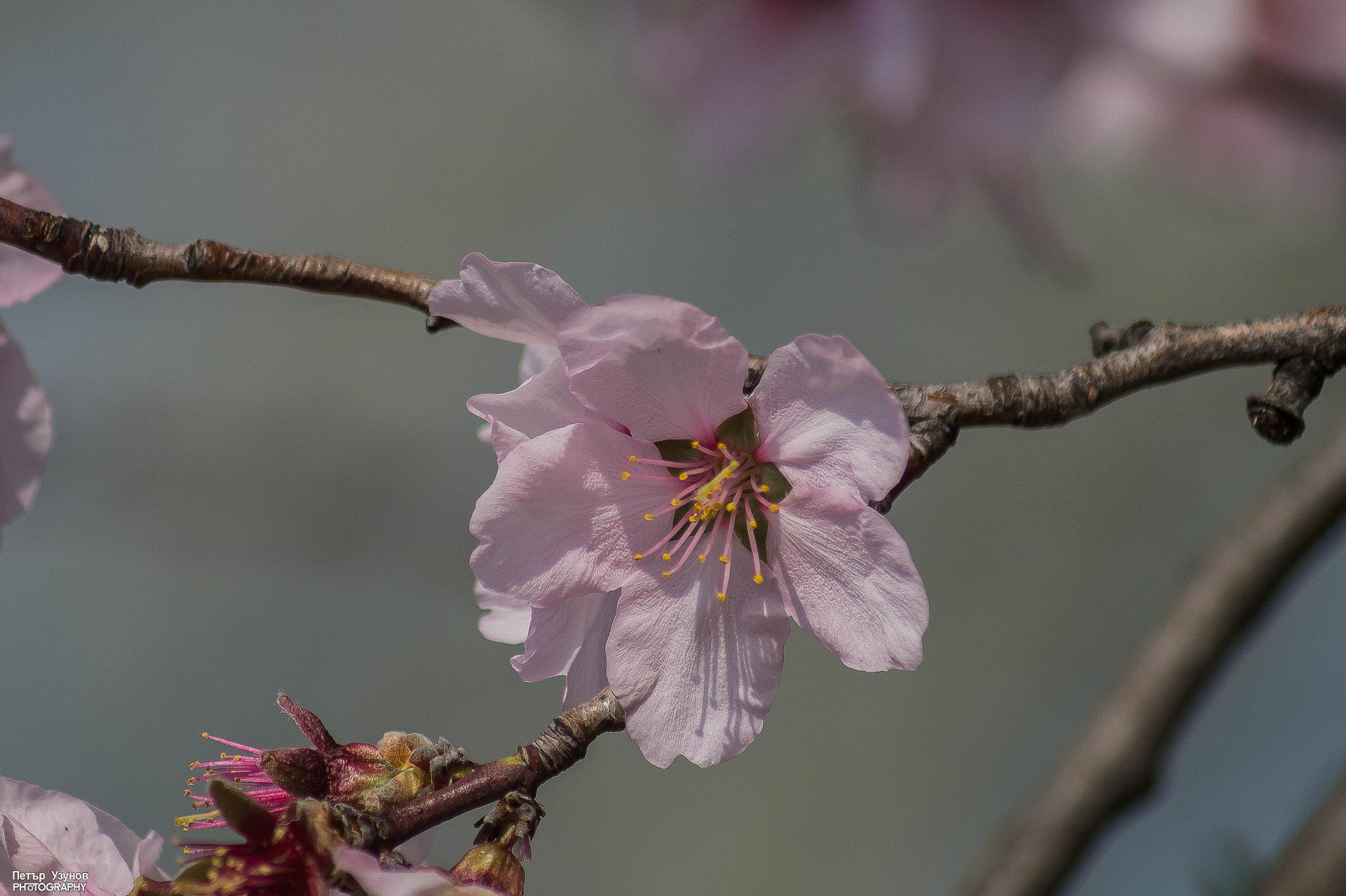 Sony 75-300mm F4.5-5.6 sample photo. Spring color photography
