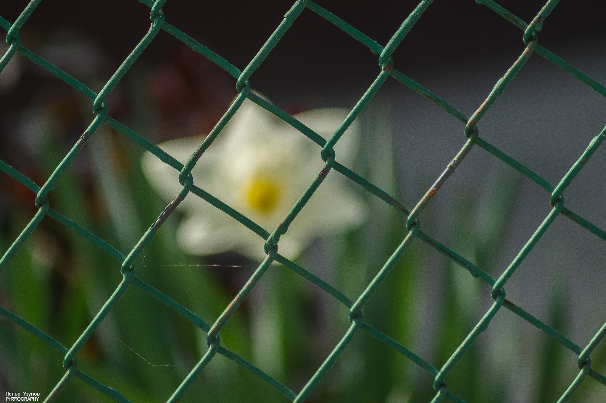 Sony 75-300mm F4.5-5.6 sample photo. 33605128512.jpg photography