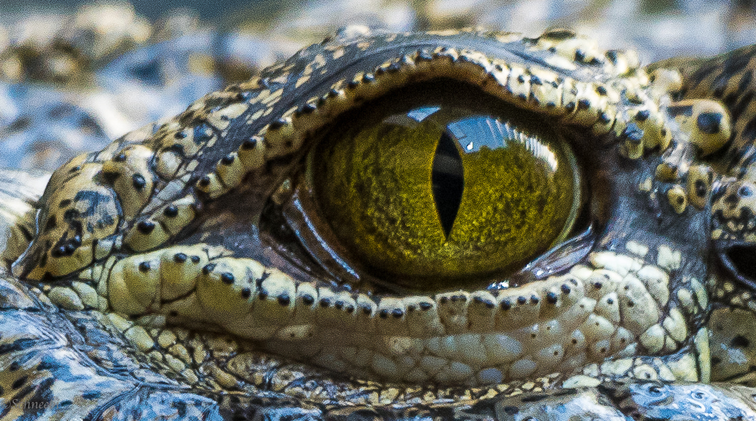 Nikon AF-S Nikkor 200-500mm F5.6E ED VR sample photo. Krokodil photography