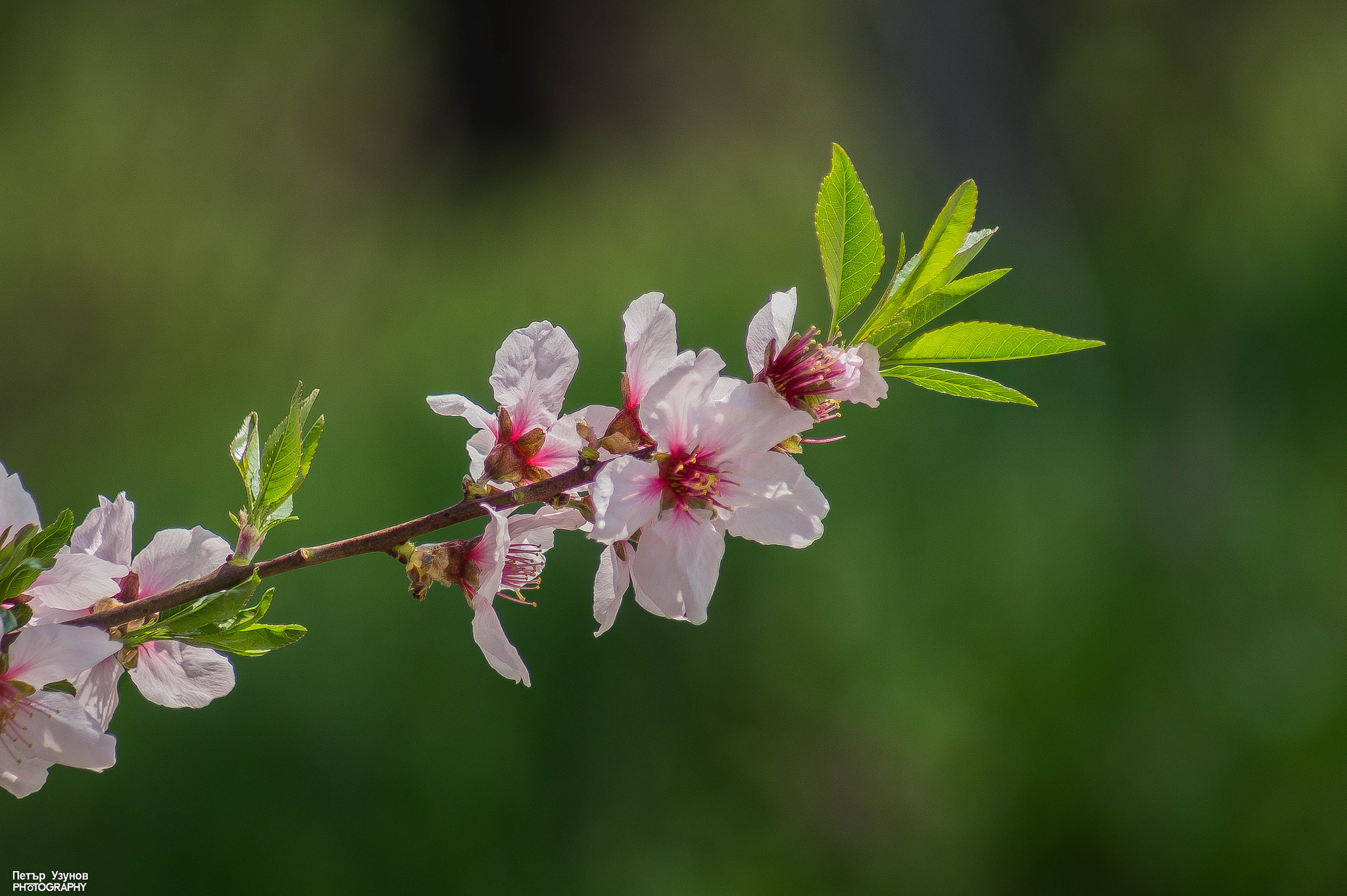 Sony 75-300mm F4.5-5.6 sample photo. Spring colors photography