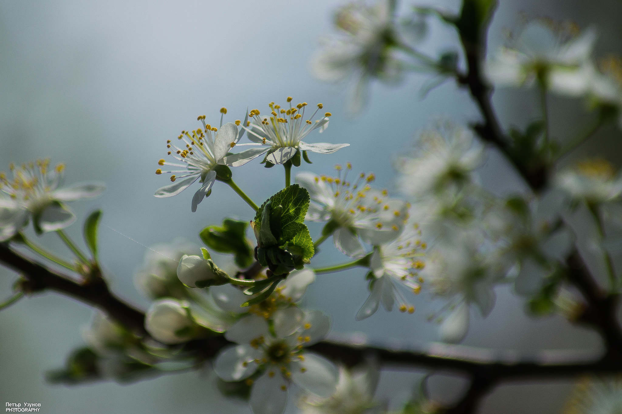 Sony SLT-A58 sample photo. Spring bookeh photography