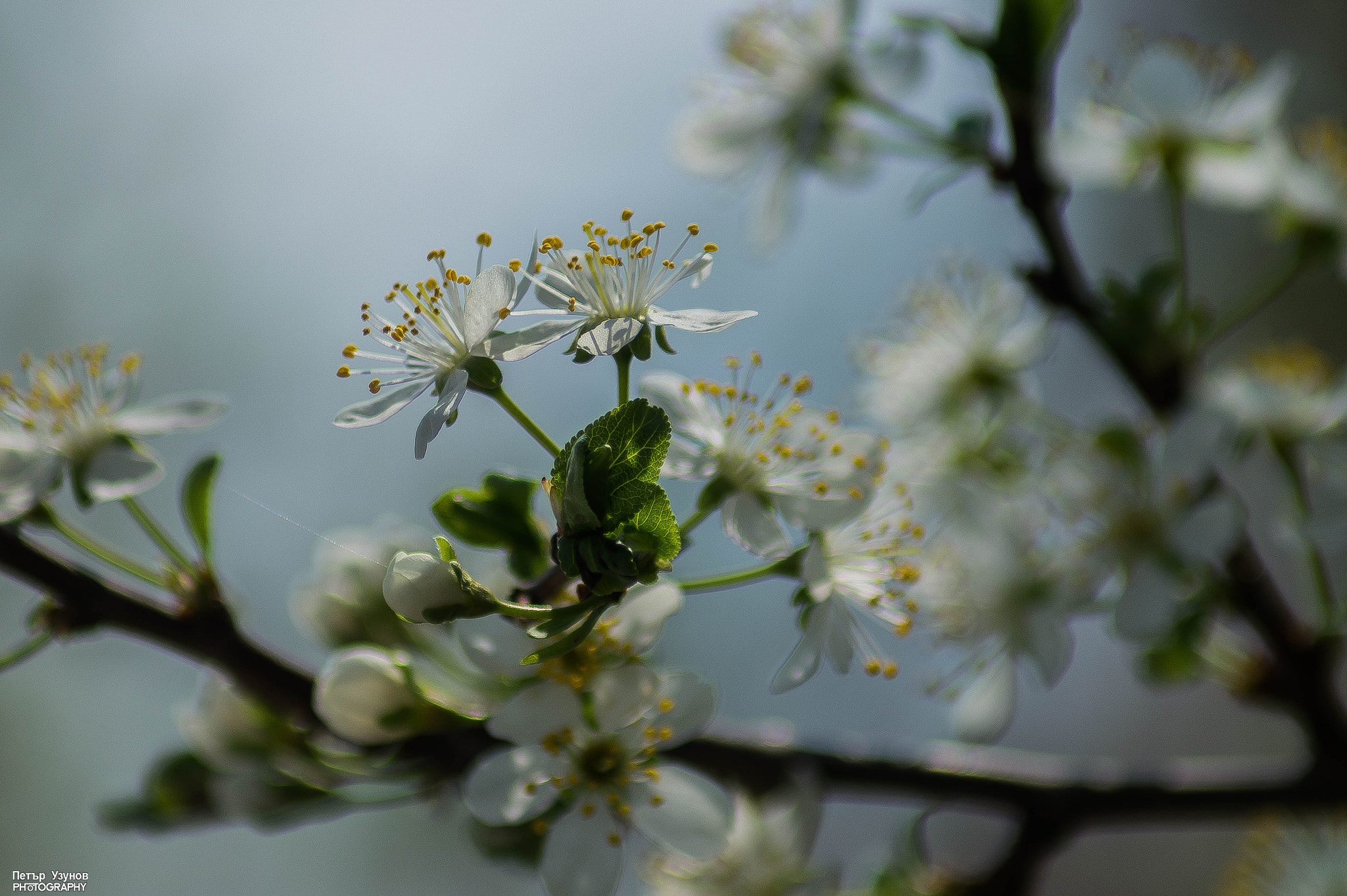 Sony 75-300mm F4.5-5.6 sample photo. Spring bookeh photography