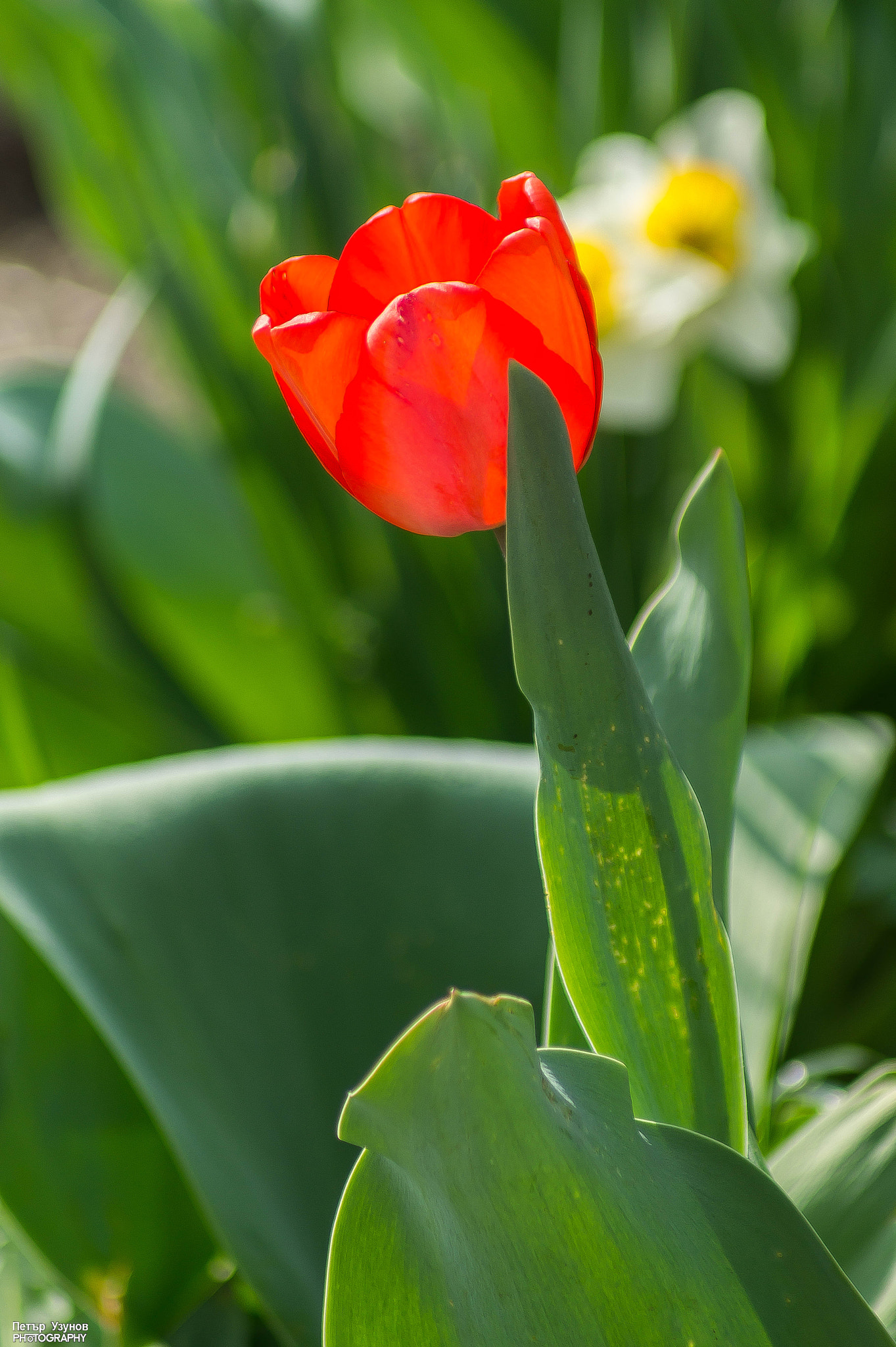 Sony 75-300mm F4.5-5.6 sample photo. Flowers photography