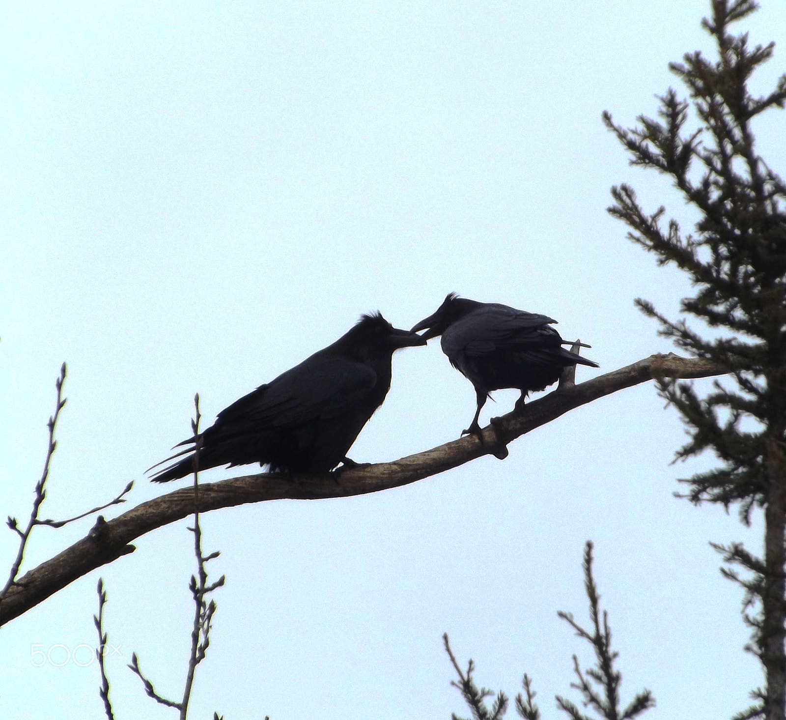 Fujifilm FinePix S4300 sample photo. Raven courtship photography