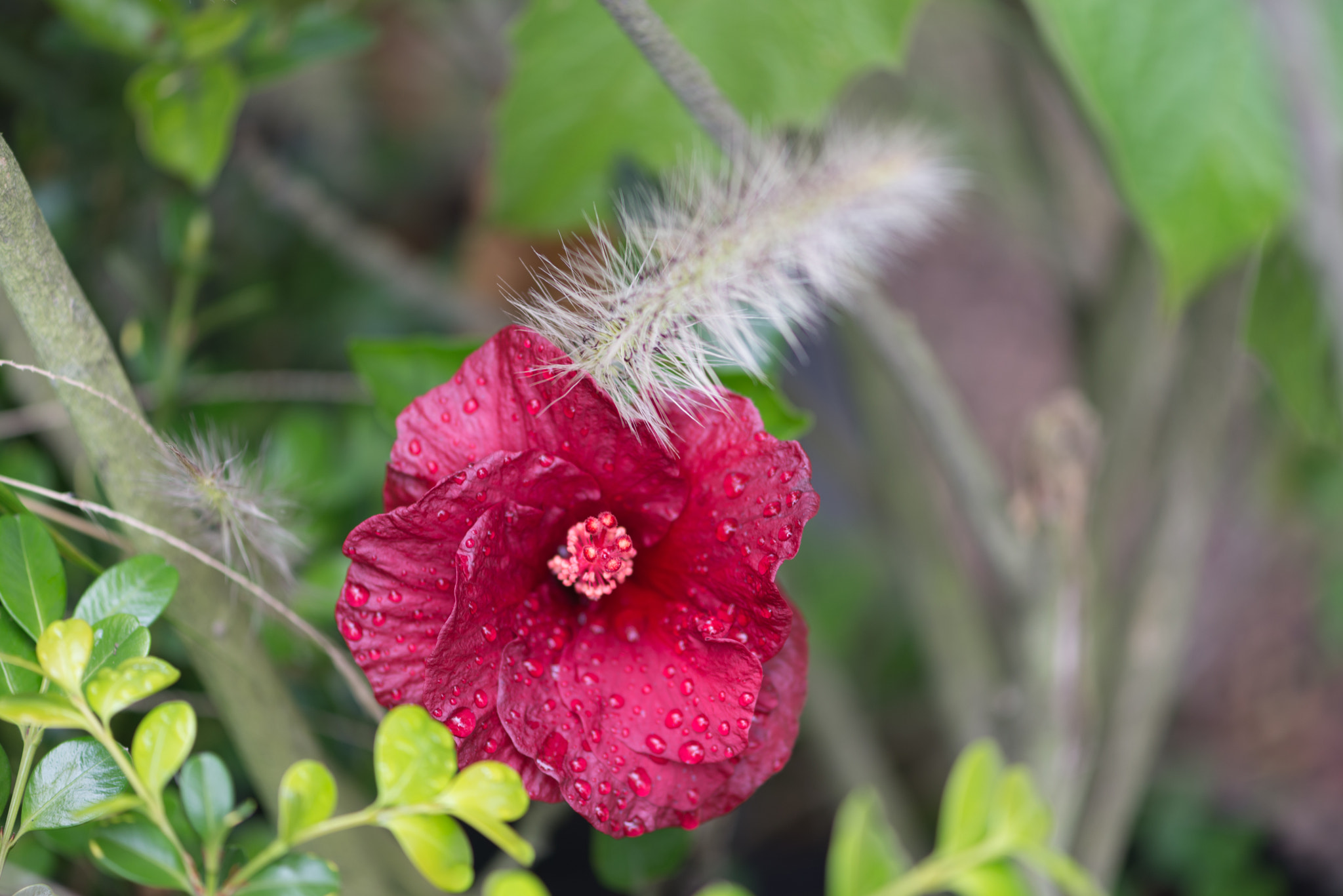 Nikon AF-S Micro-Nikkor 105mm F2.8G IF-ED VR sample photo. Colombian red flower photography