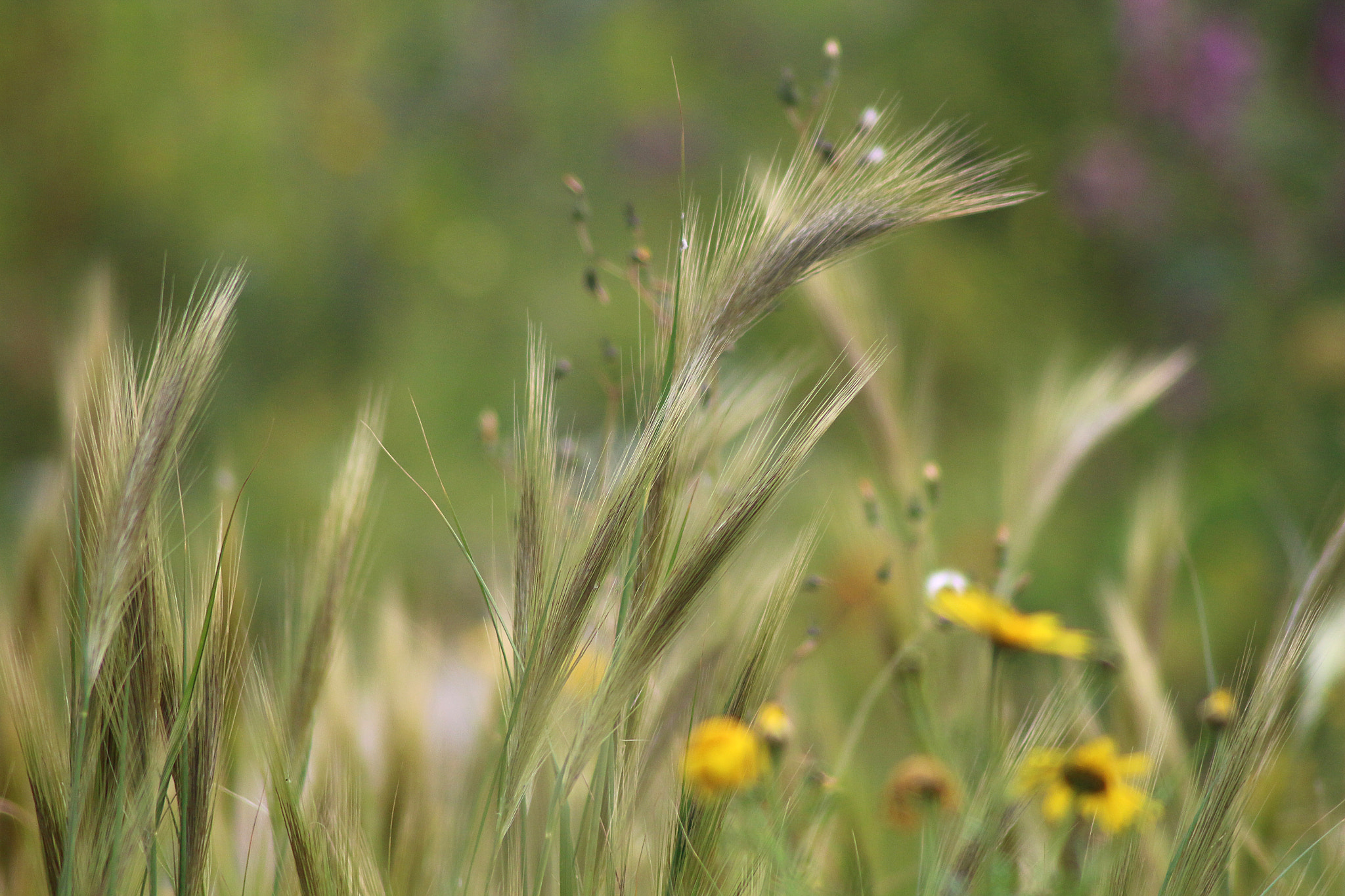Canon EOS 650D (EOS Rebel T4i / EOS Kiss X6i) sample photo. Summer meadow photography