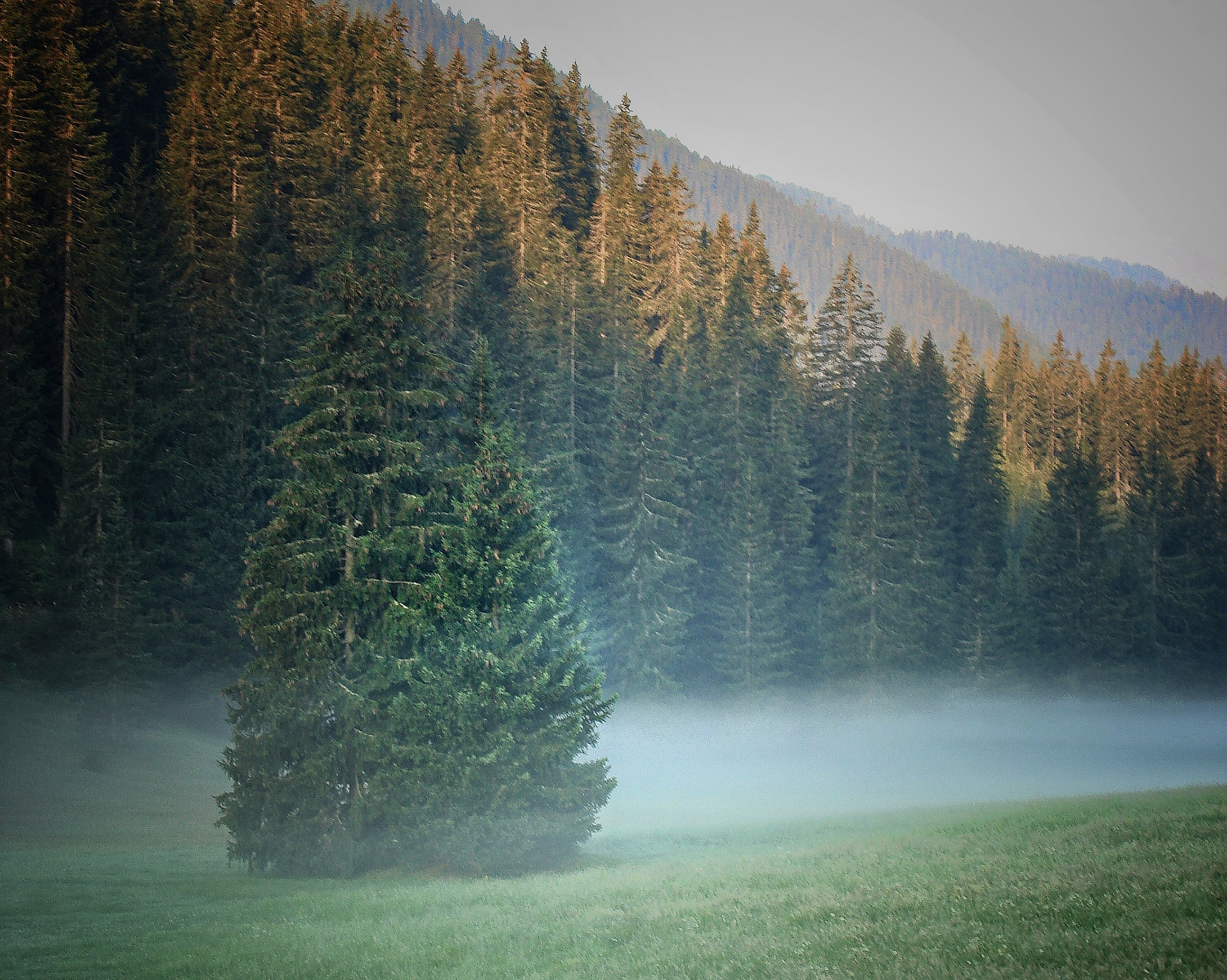 Sony DSC-N2 sample photo. Fog at dawn photography