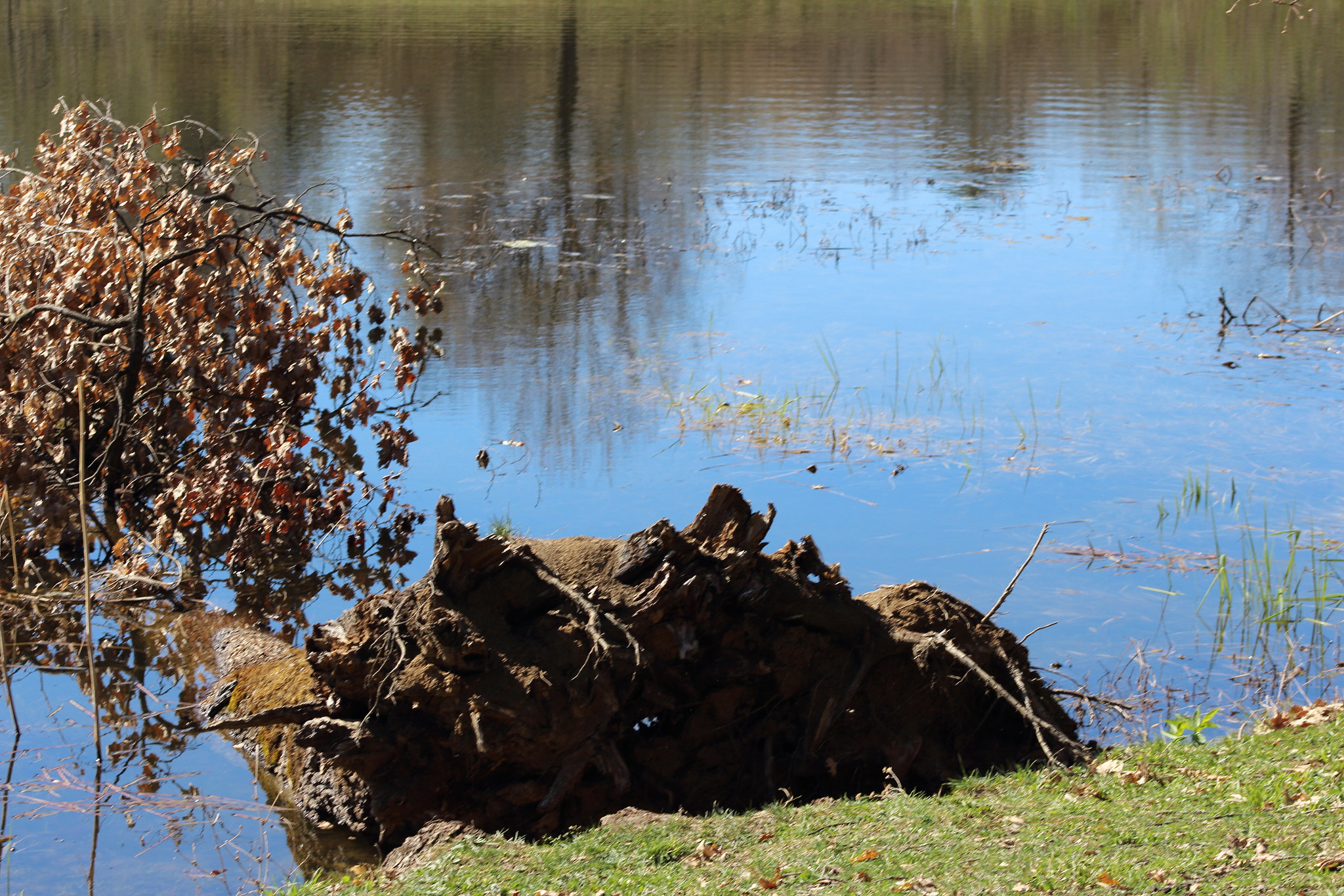 Canon EOS 700D (EOS Rebel T5i / EOS Kiss X7i) + EF75-300mm f/4-5.6 sample photo. Fallen tree photography