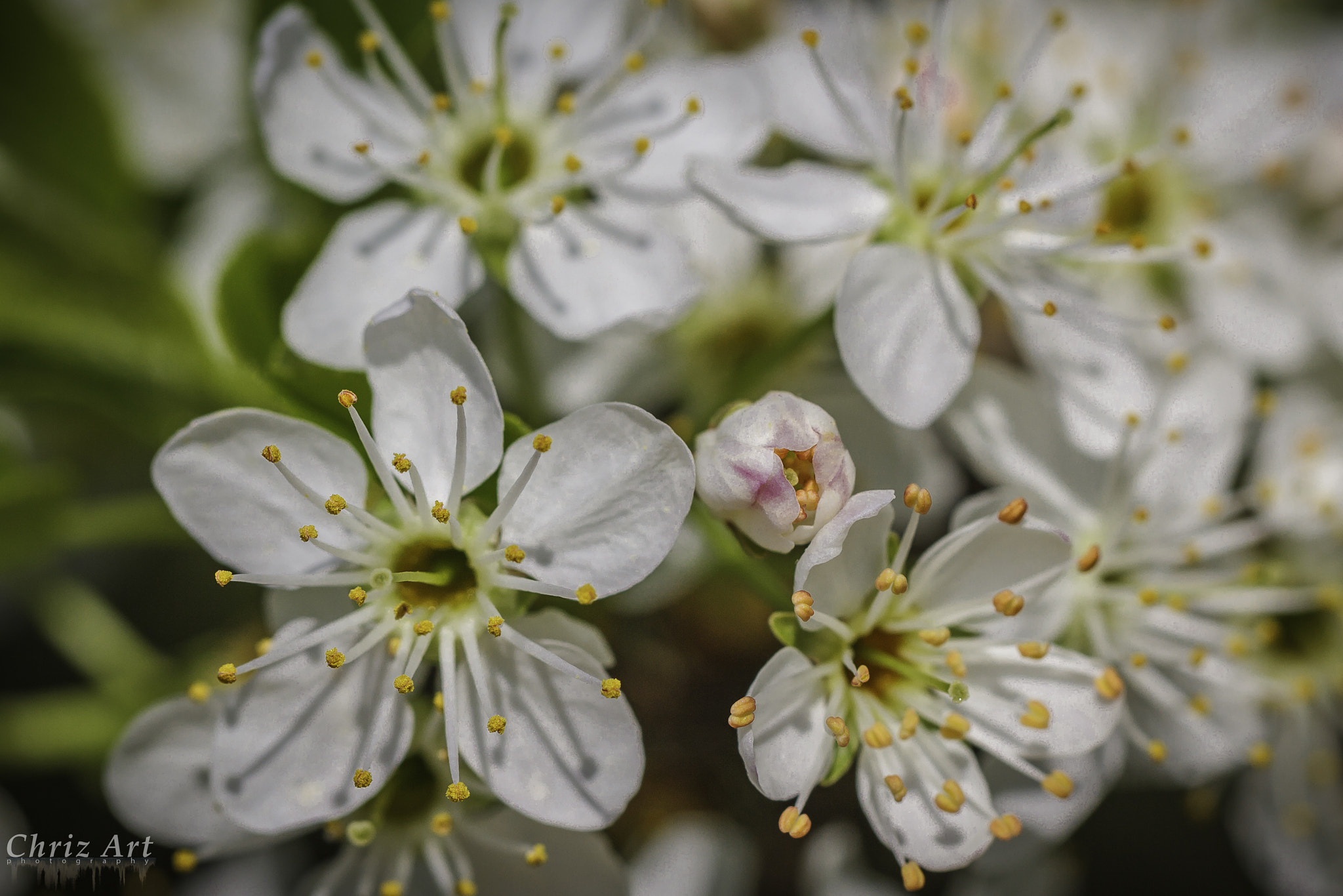 Canon EF 100mm F2.8L Macro IS USM sample photo. Spring photography