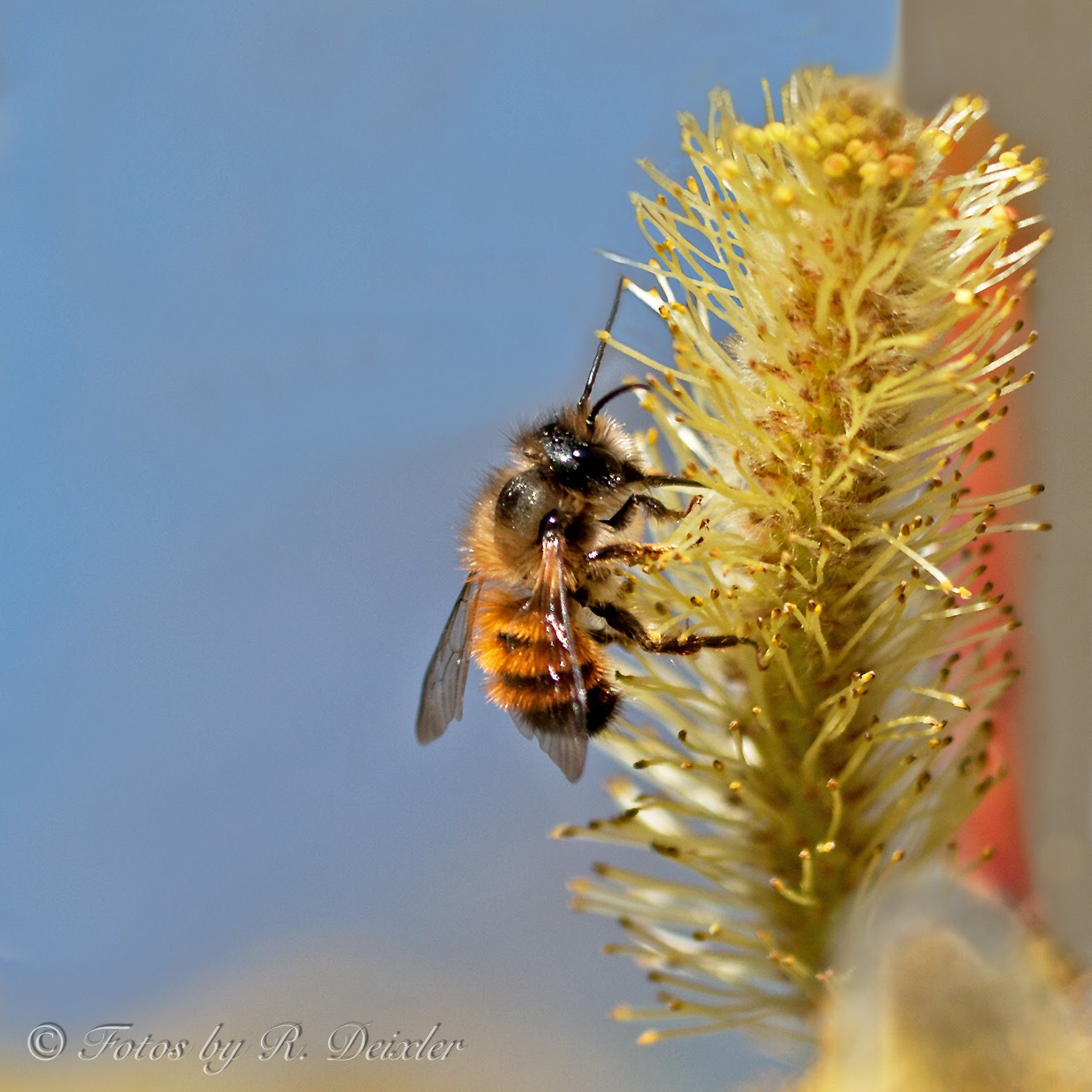 Sigma 150mm f/2.8 EX DG OS HSM APO Macro sample photo. Wildbiene 1 photography
