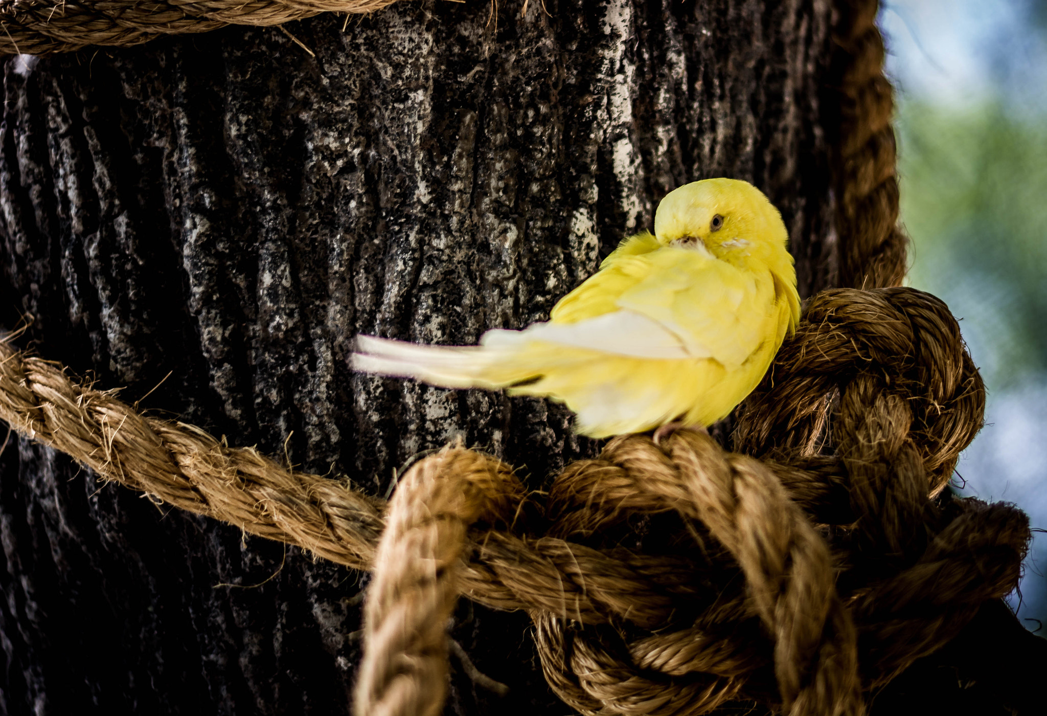 Nikon D7100 + Nikon AF-S Nikkor 50mm F1.8G sample photo. Yellow bird photography