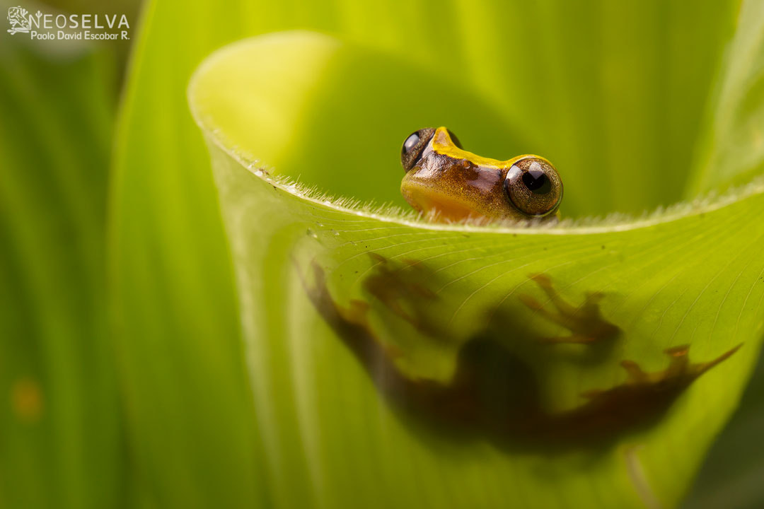 Canon EF 100mm F2.8L Macro IS USM sample photo. Neoselva amazo clown treefrog dendropsophus bifurcus ws photography