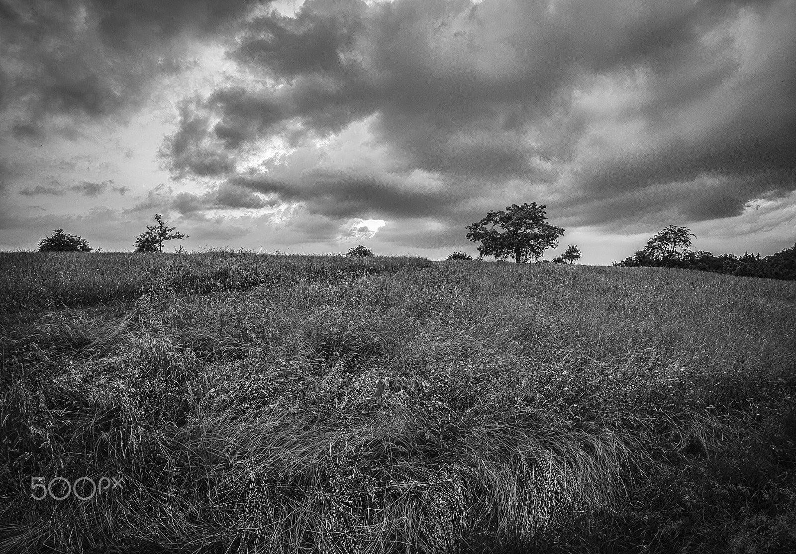 LUMIX G FISHEYE 8/F3.5 sample photo. Stormy grassland photography