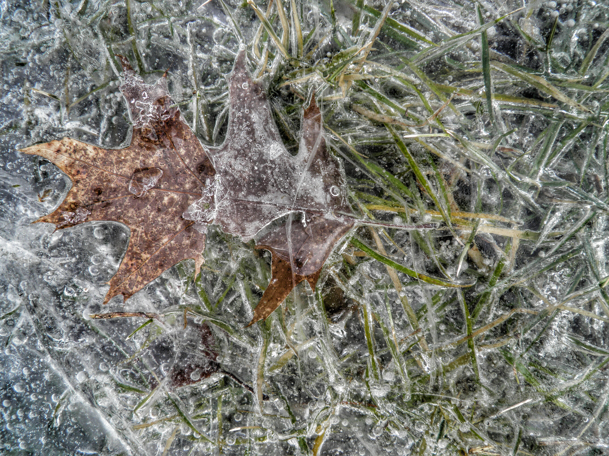 Olympus SP800UZ sample photo. Iced grass photography